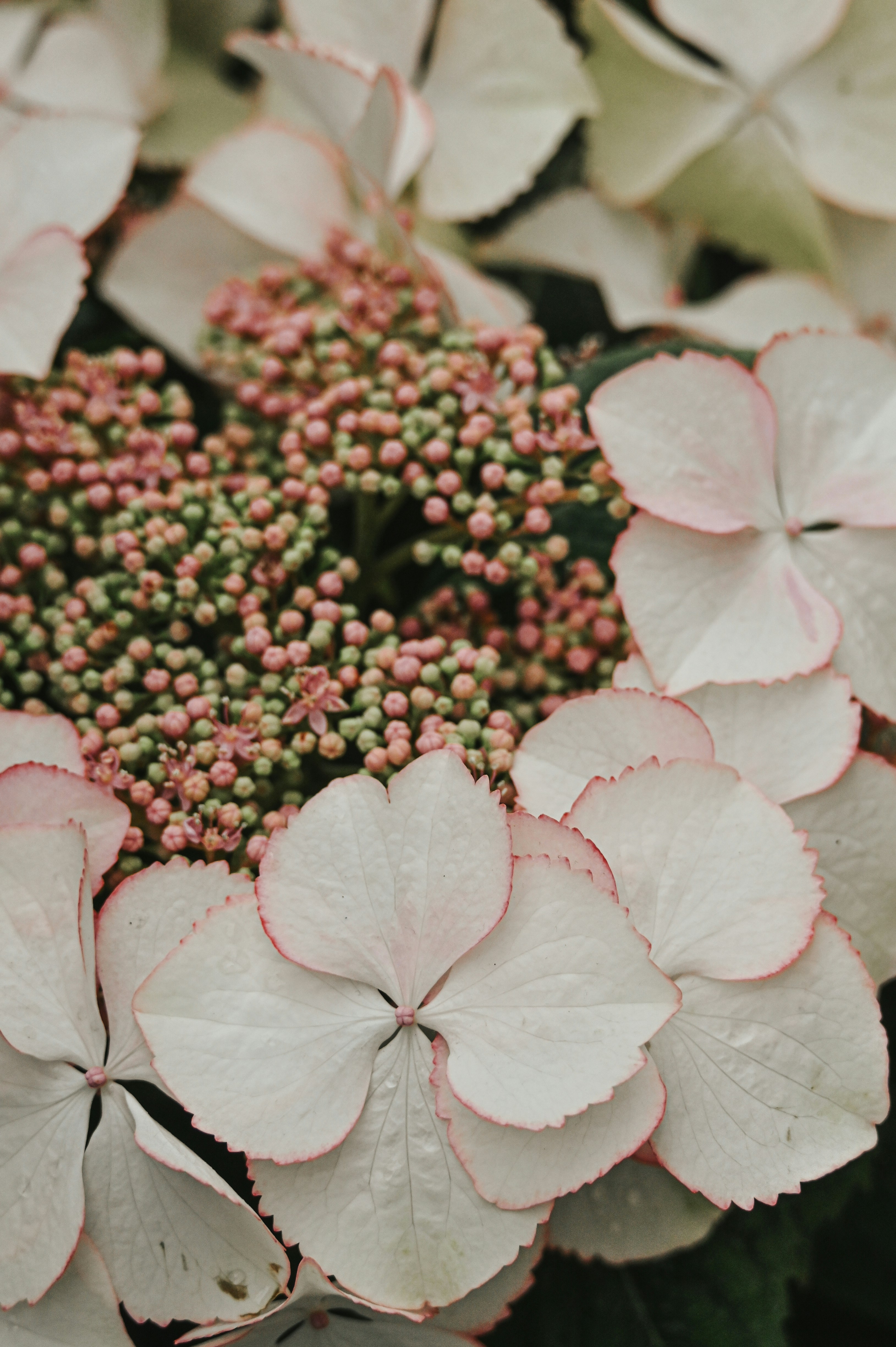 Close-up of pale pink and white hydrangea flowers.