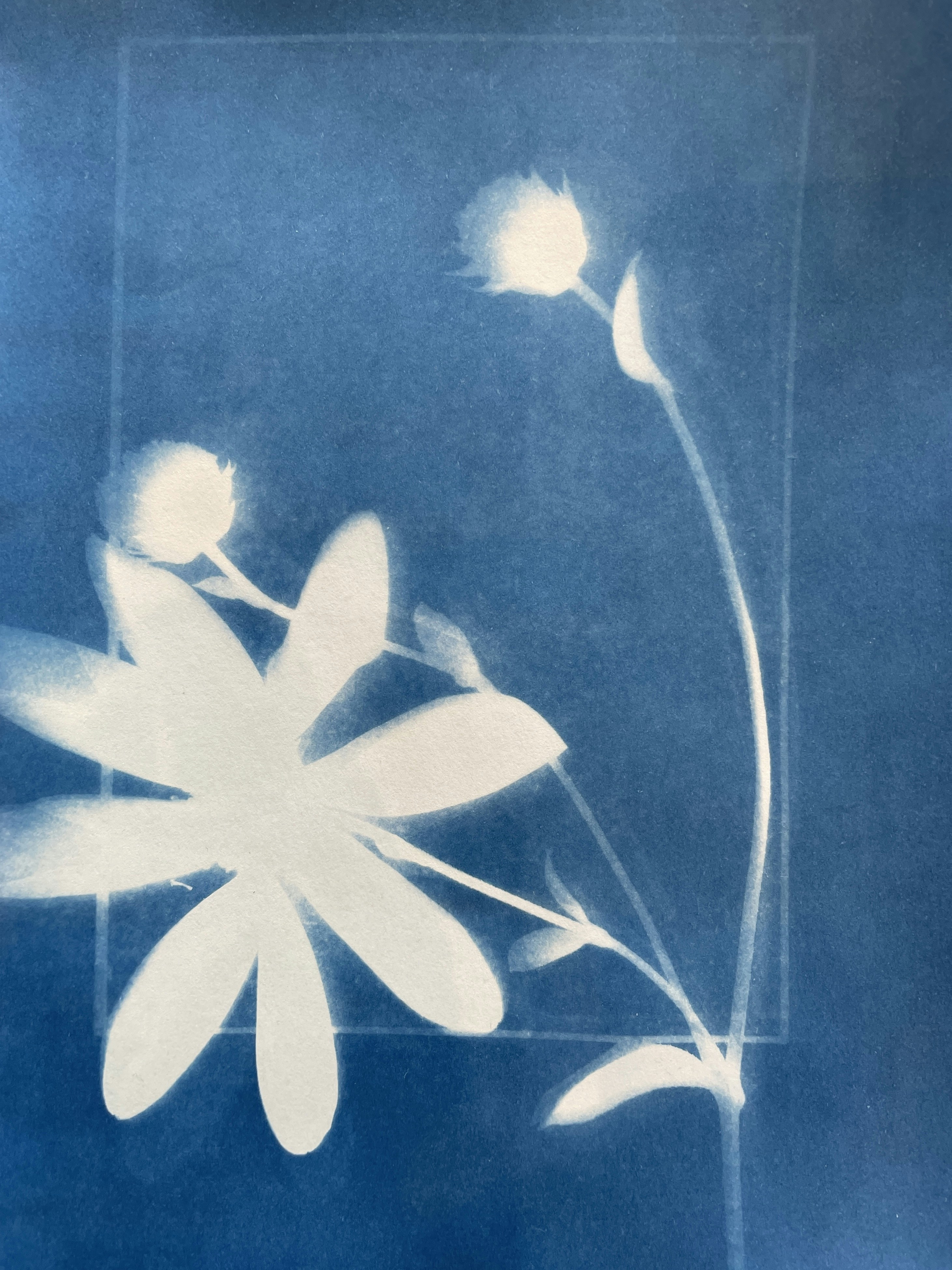 青い背景に白いデイジーの花