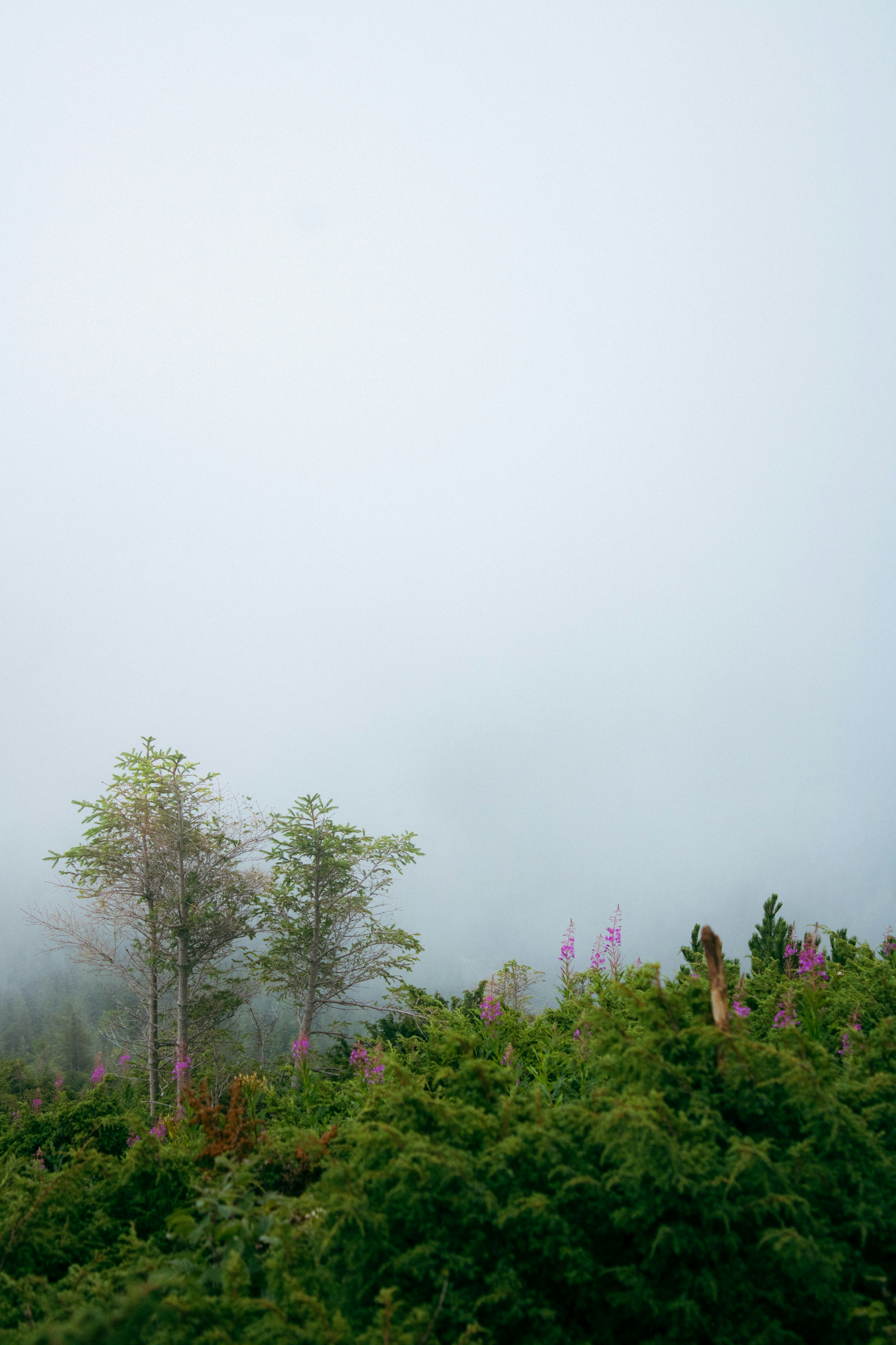 Photo by kolesnykyan