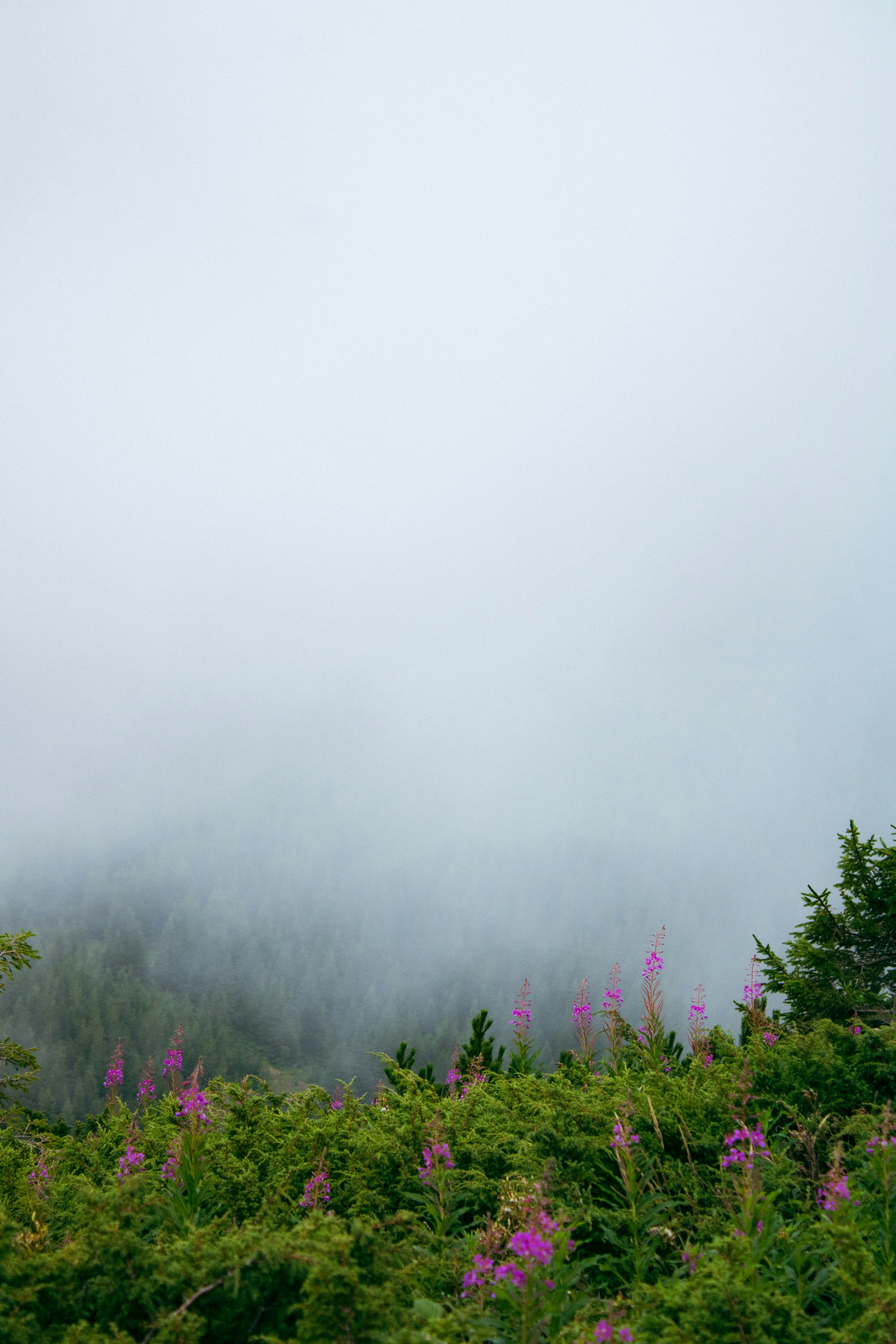 Photo by kolesnykyan