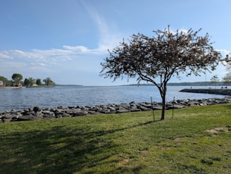 A lone tree stands beside a calm body of water.