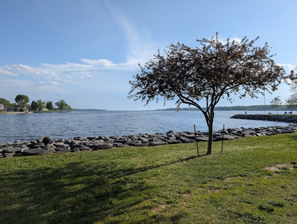 A lone tree stands beside a calm body of water.