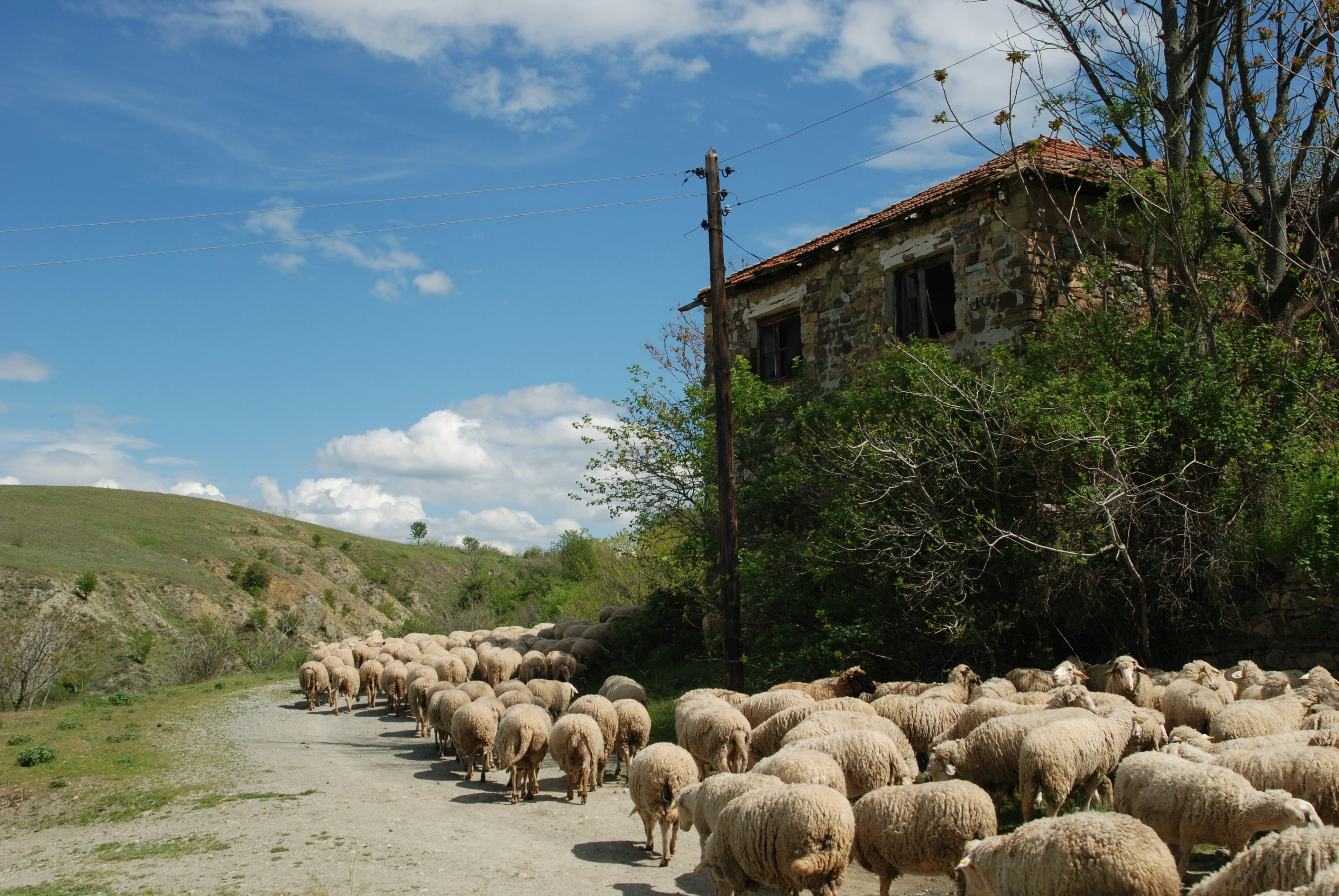 Un rebaño de ovejas camina por un camino de tierra.
