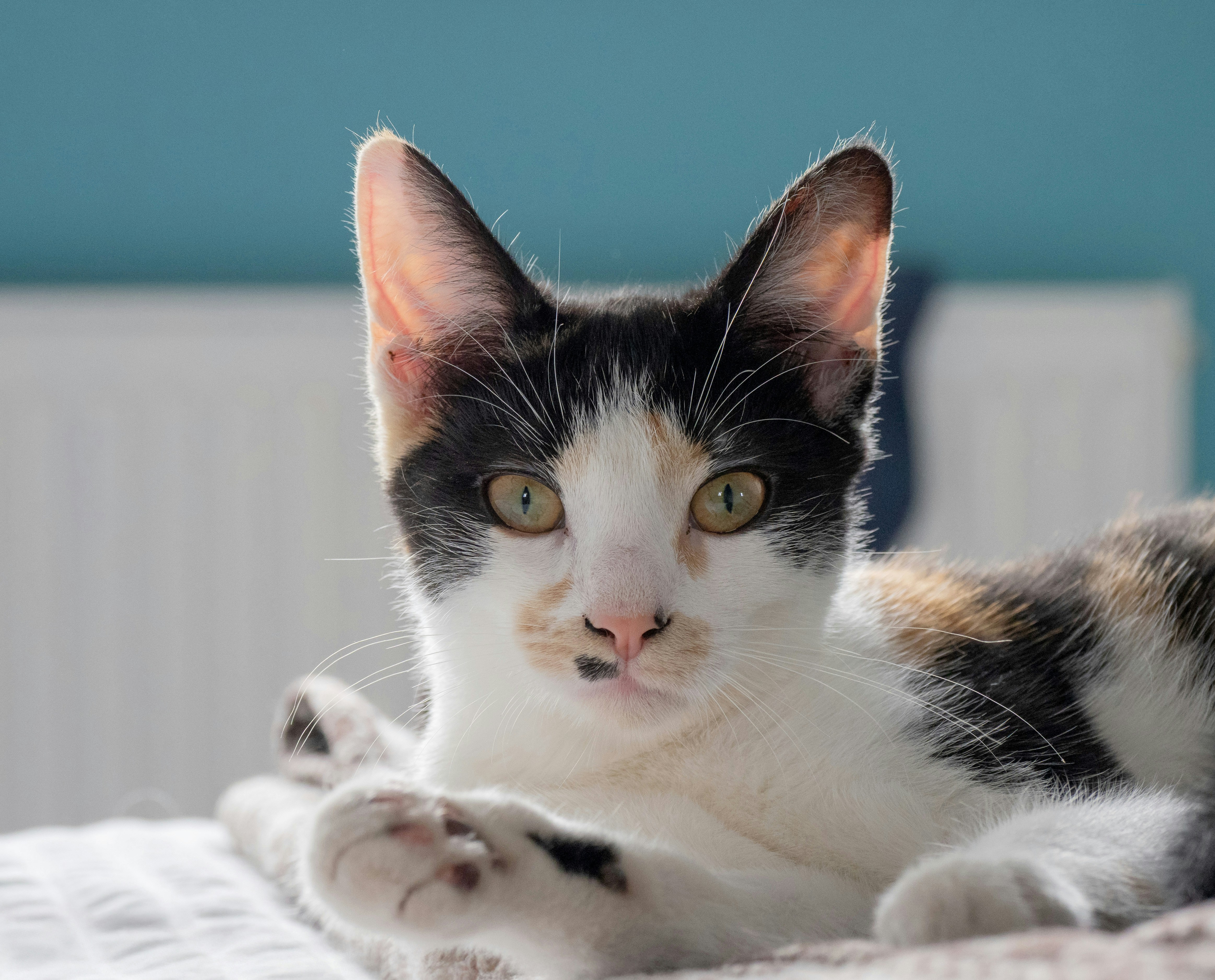 Photo by brett_jordan