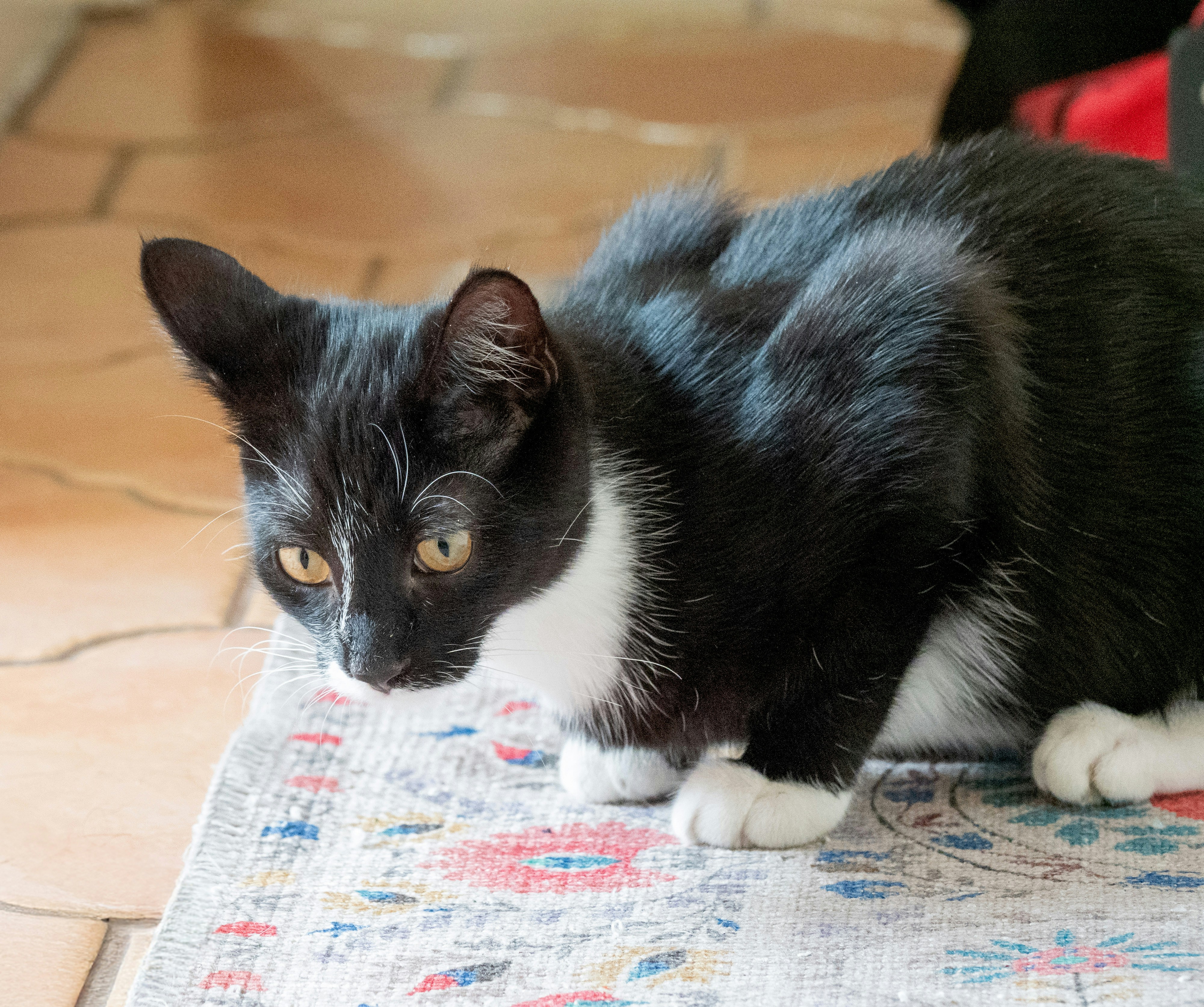 A black and white kitten sits on a patterned rug. photo – Free Cat ...