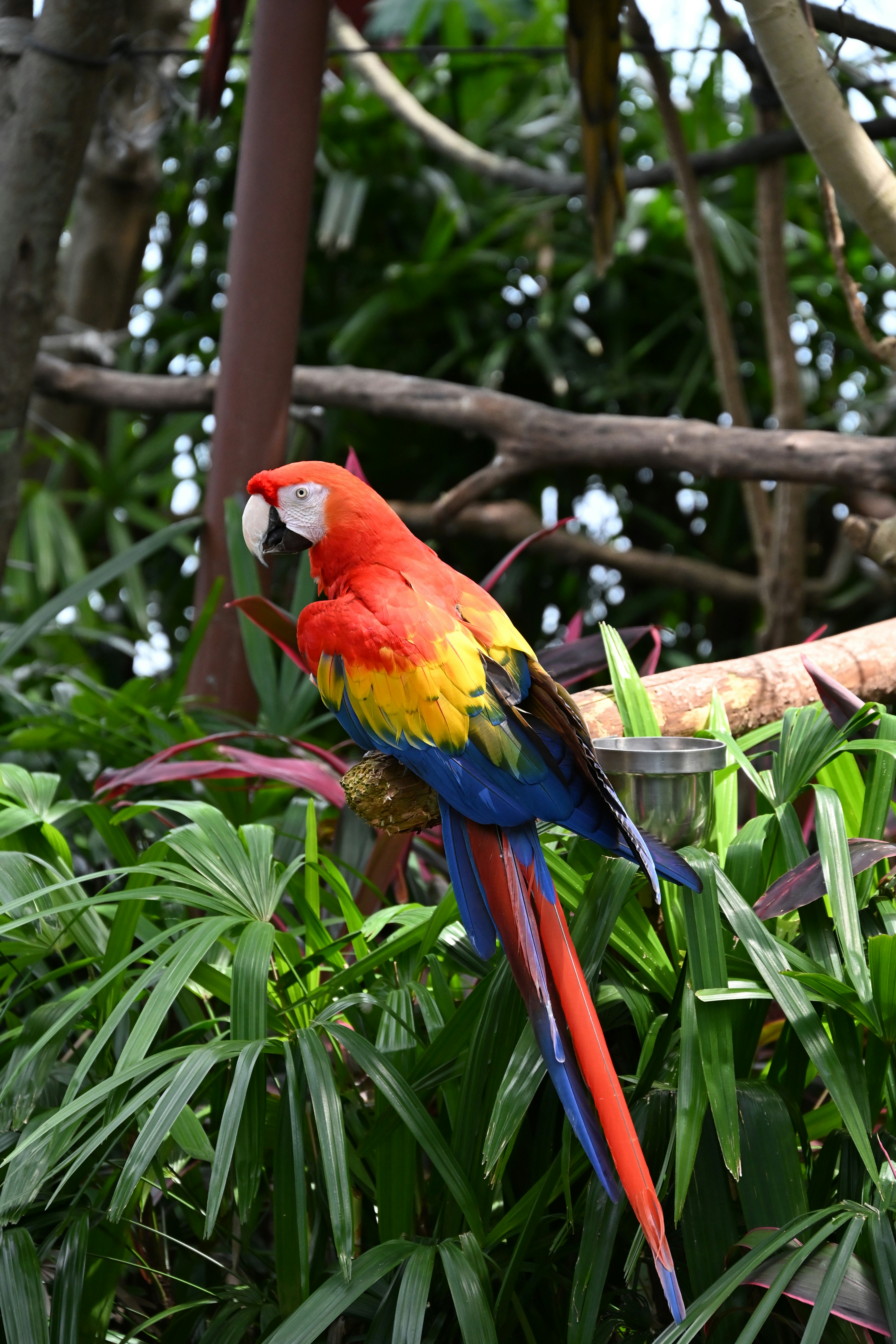 Scarlet Macaws