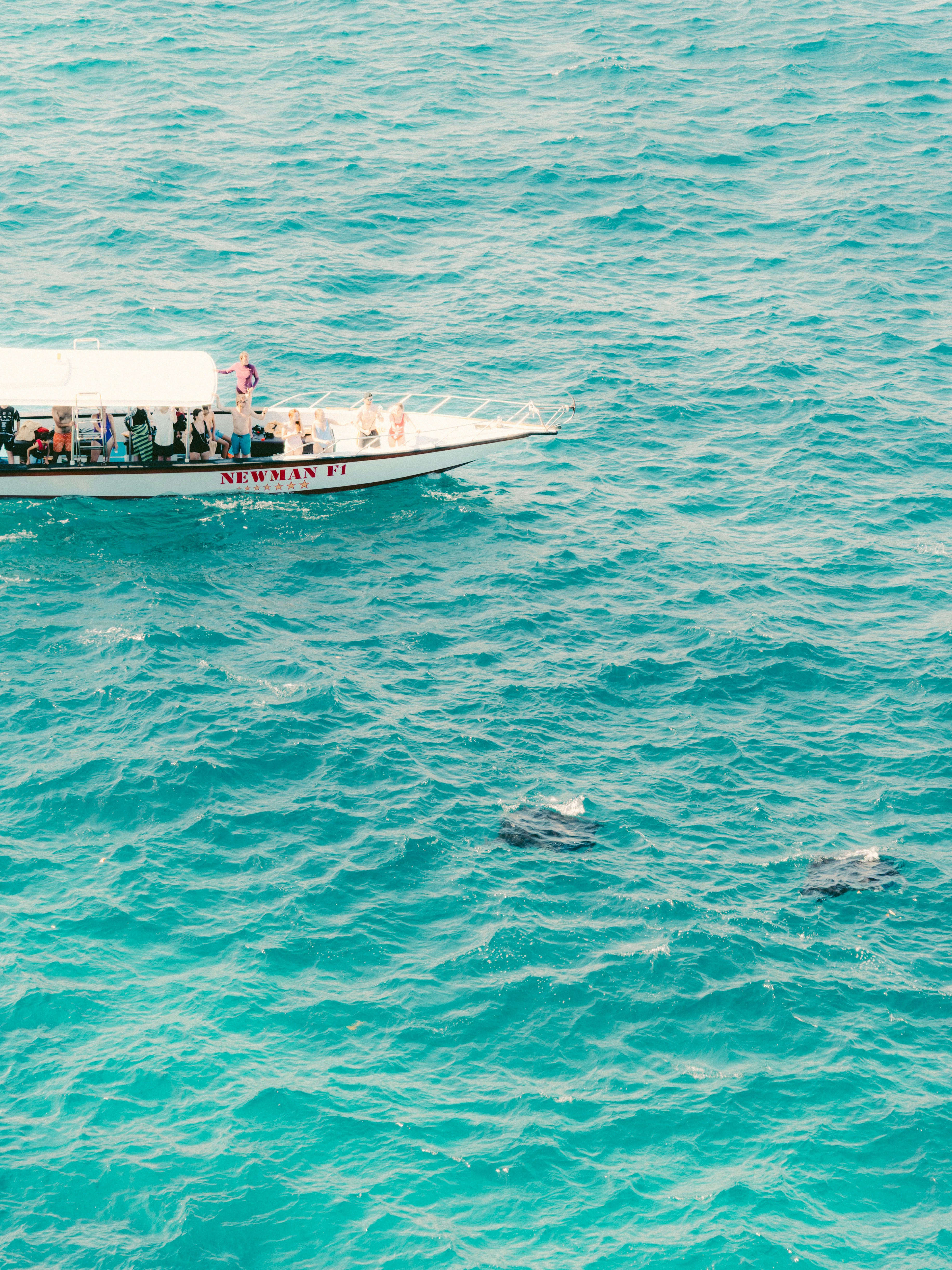 Tourists observing dolphins from a boat in Hawaii