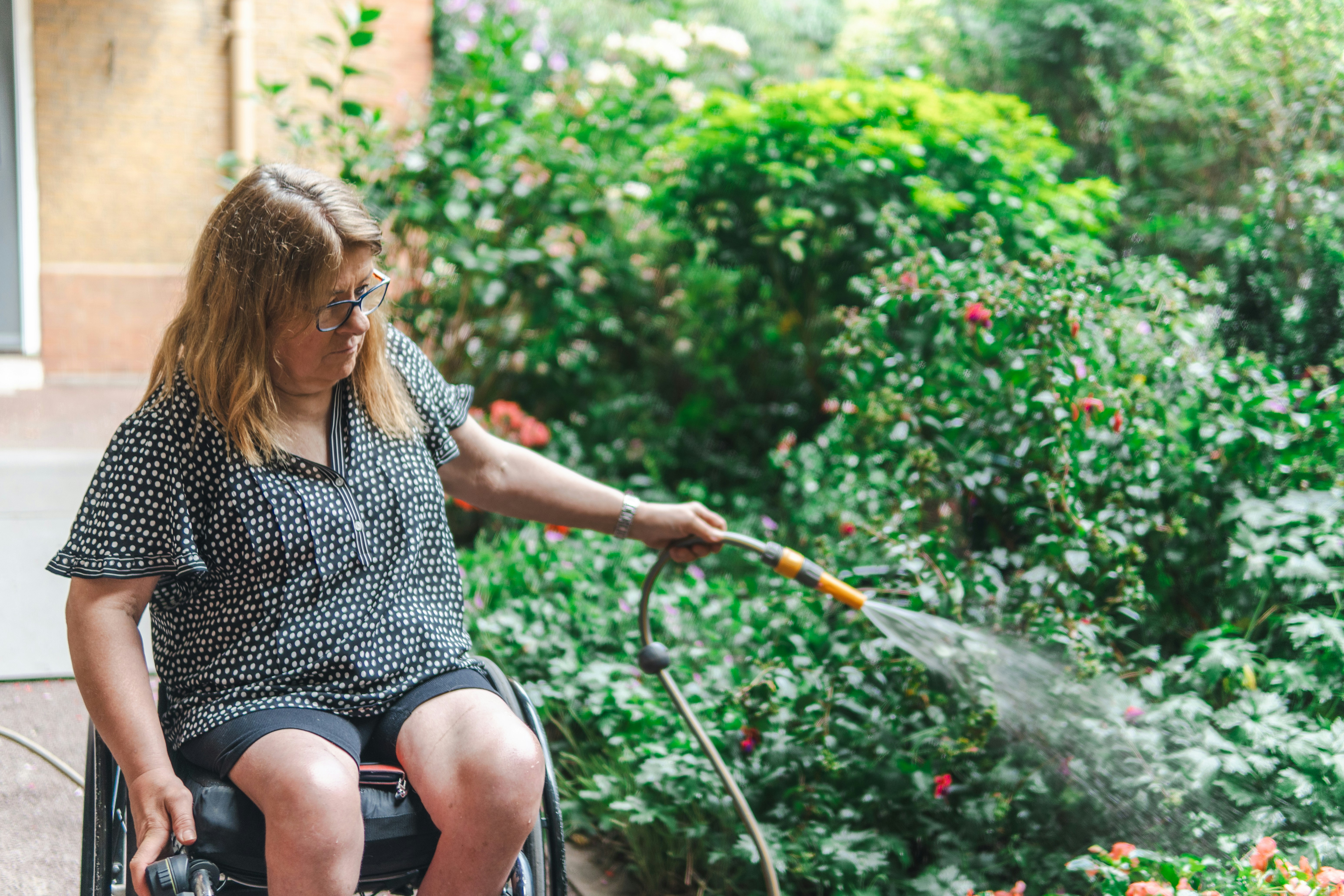 Woman in wheelchair waters plants with hose.