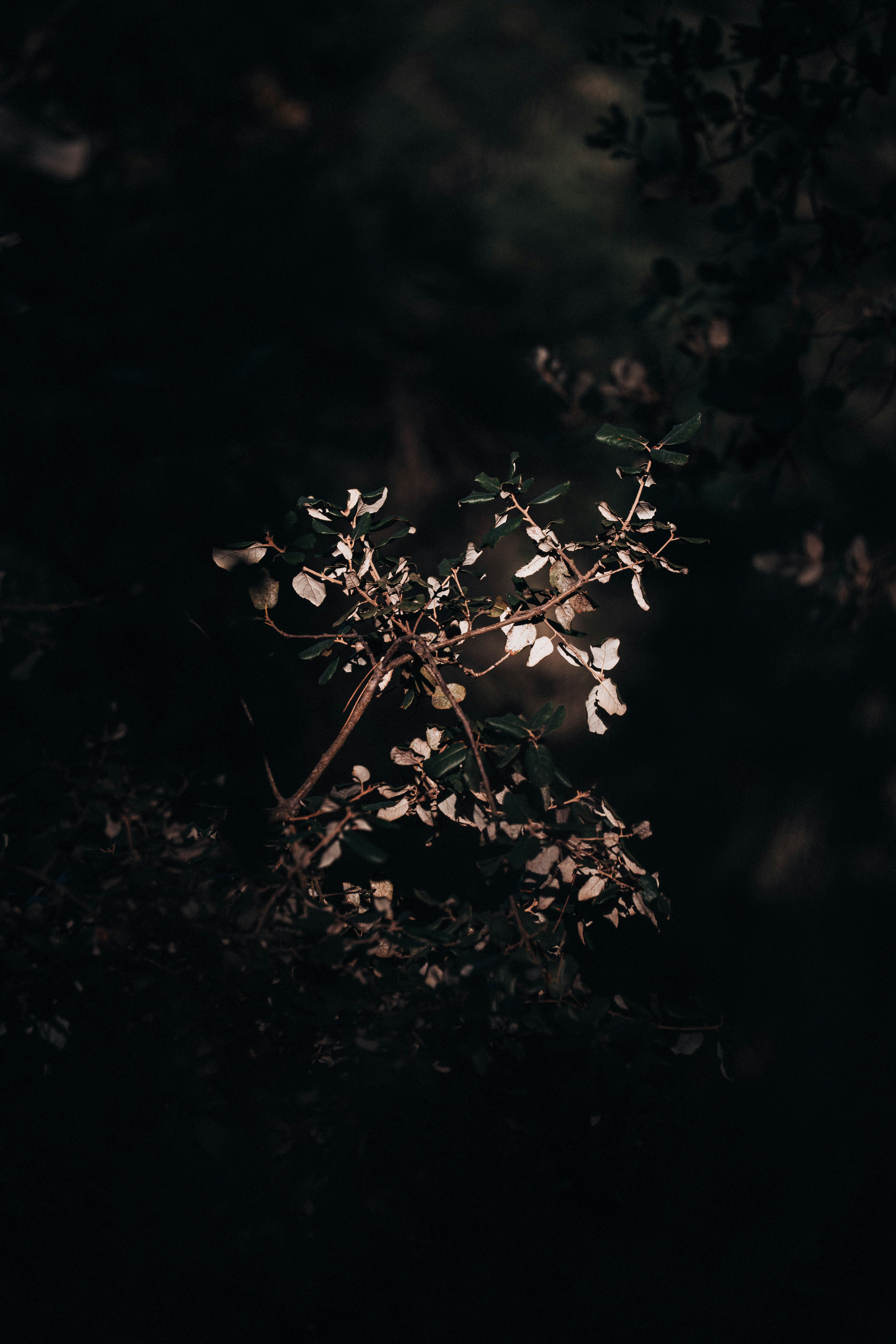 Photo by jonasdegener