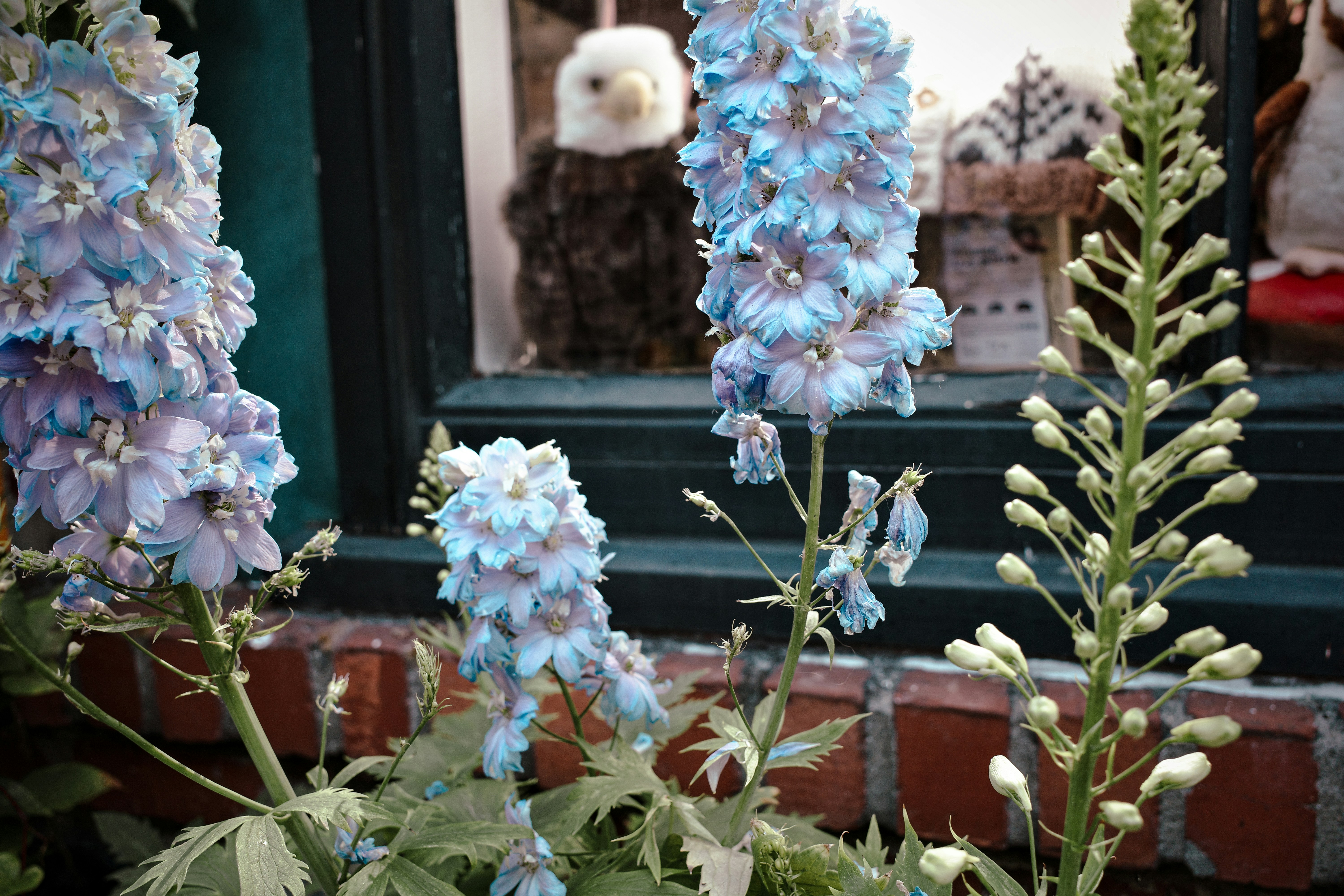 Light blue delphinium flowers in front of a window