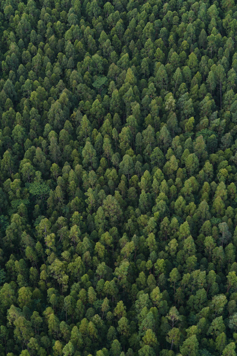 A top-down view of a forest at the peak of the growing season.