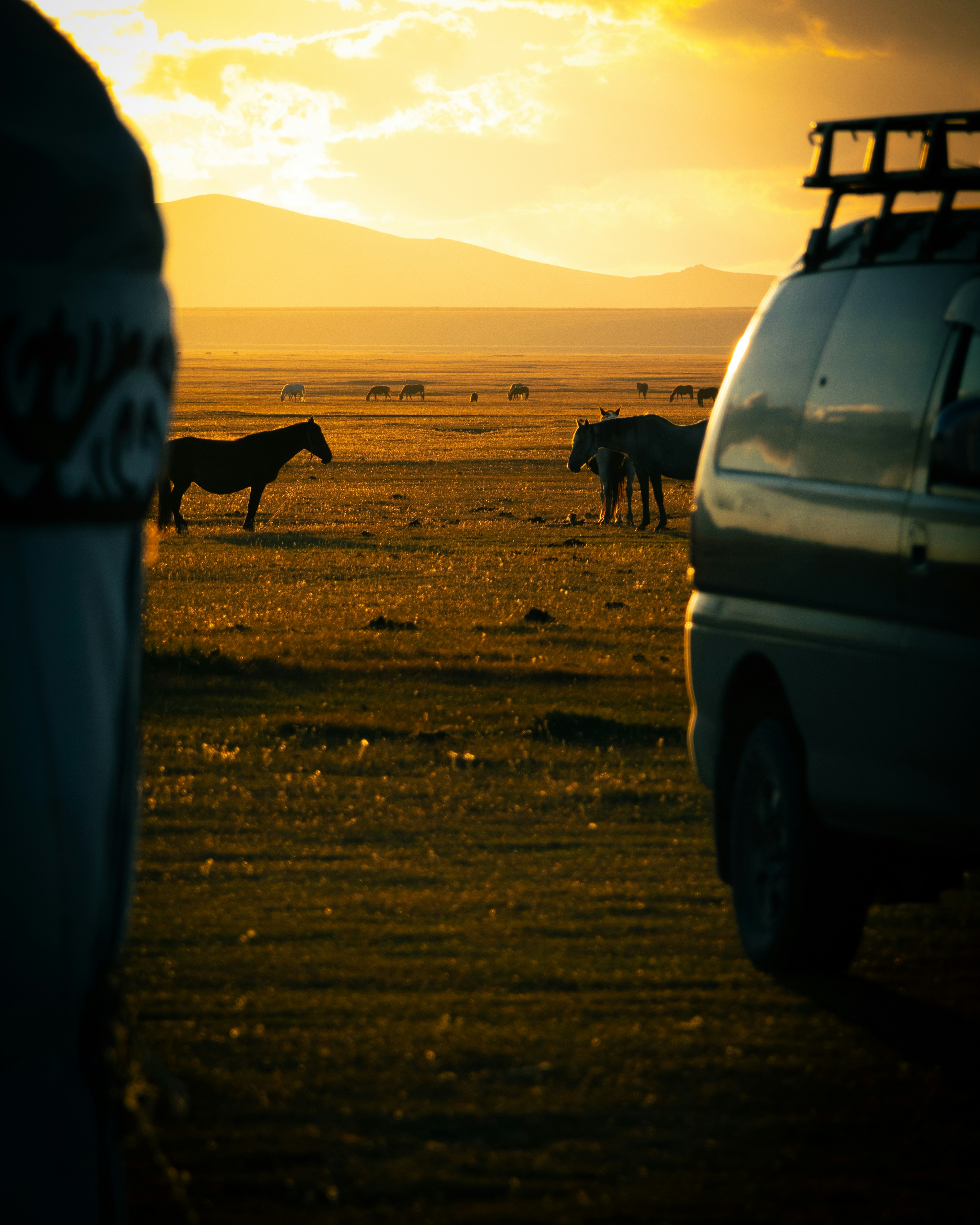 Horses graze in a vast field at sunset.