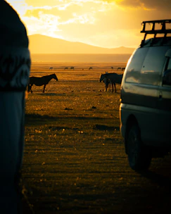 Horses graze in a vast field at sunset.