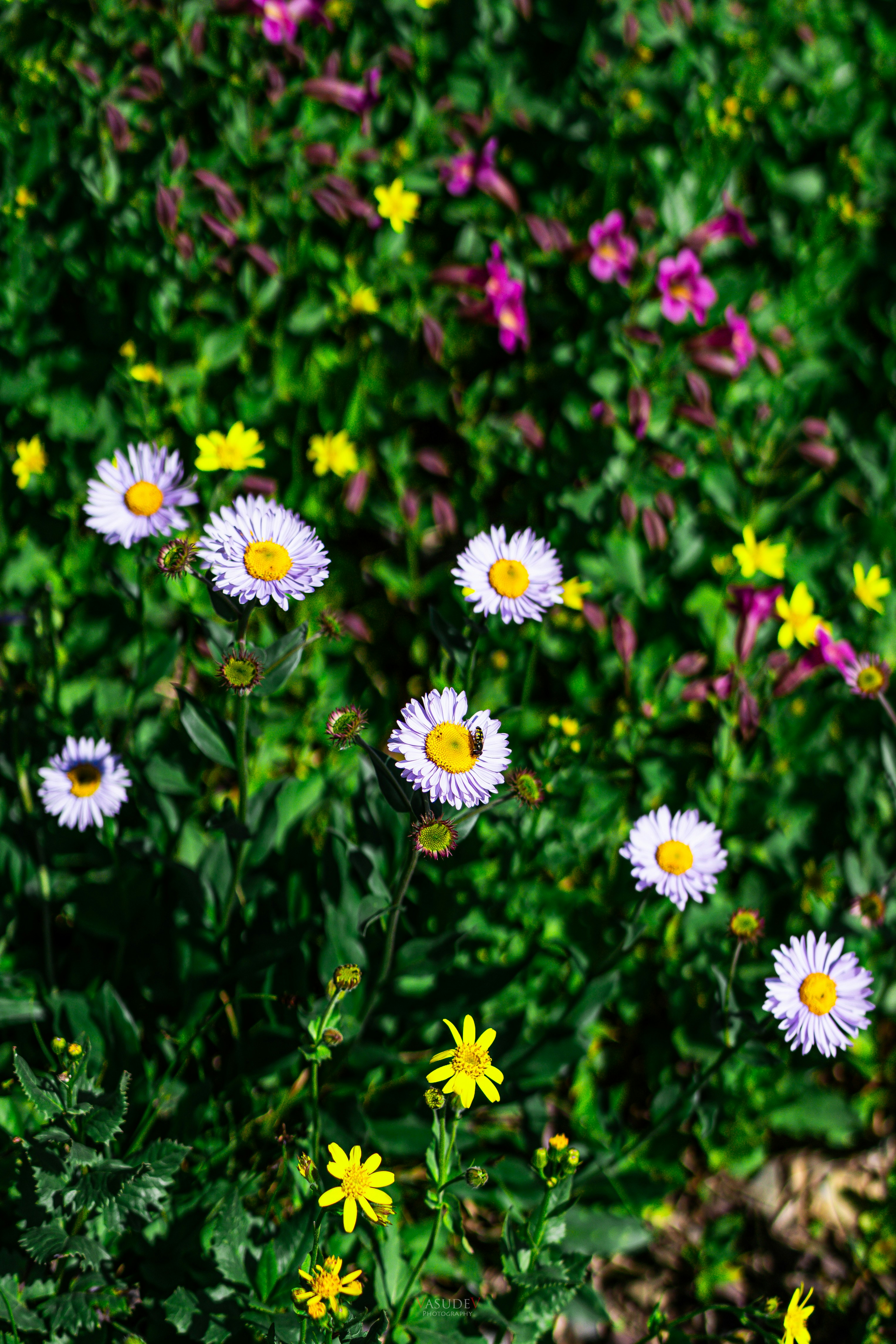 Photo by vasupendyalaa