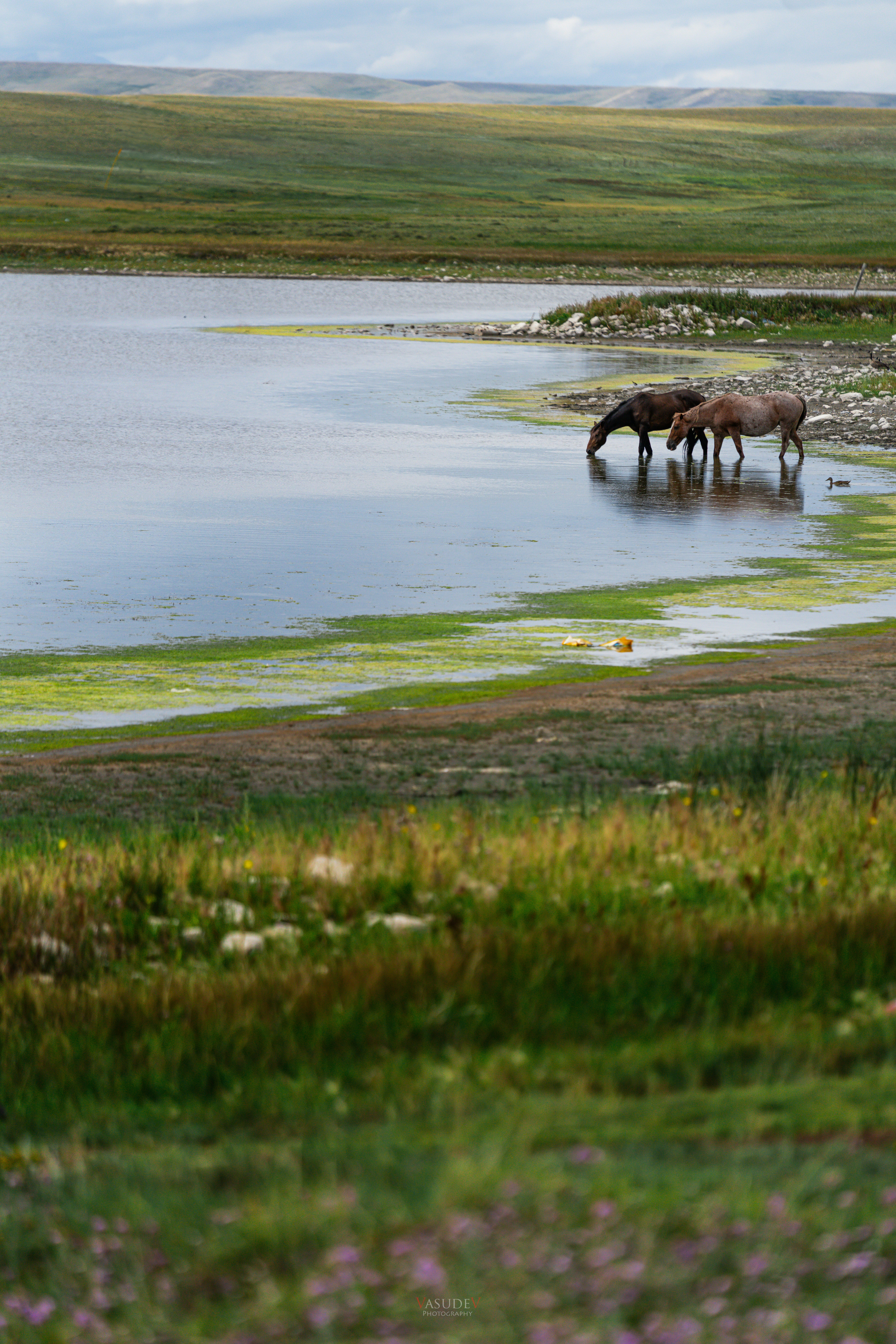 Photo by vasupendyalaa