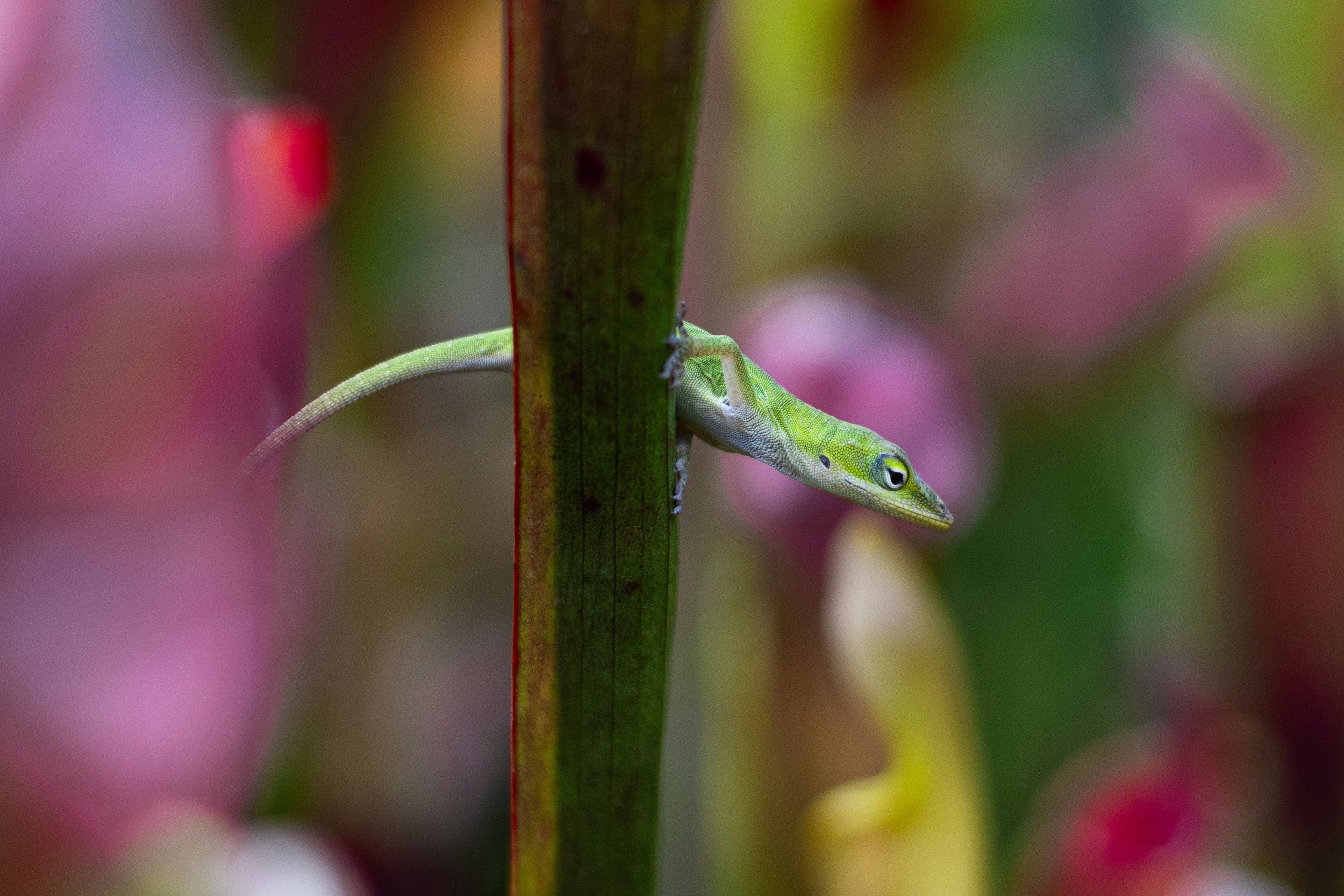 Un lagarto anolis verde se asoma detrás del tallo de una planta. foto –  Imagen de Animal gratuita en Unsplash, image size:3000x2000