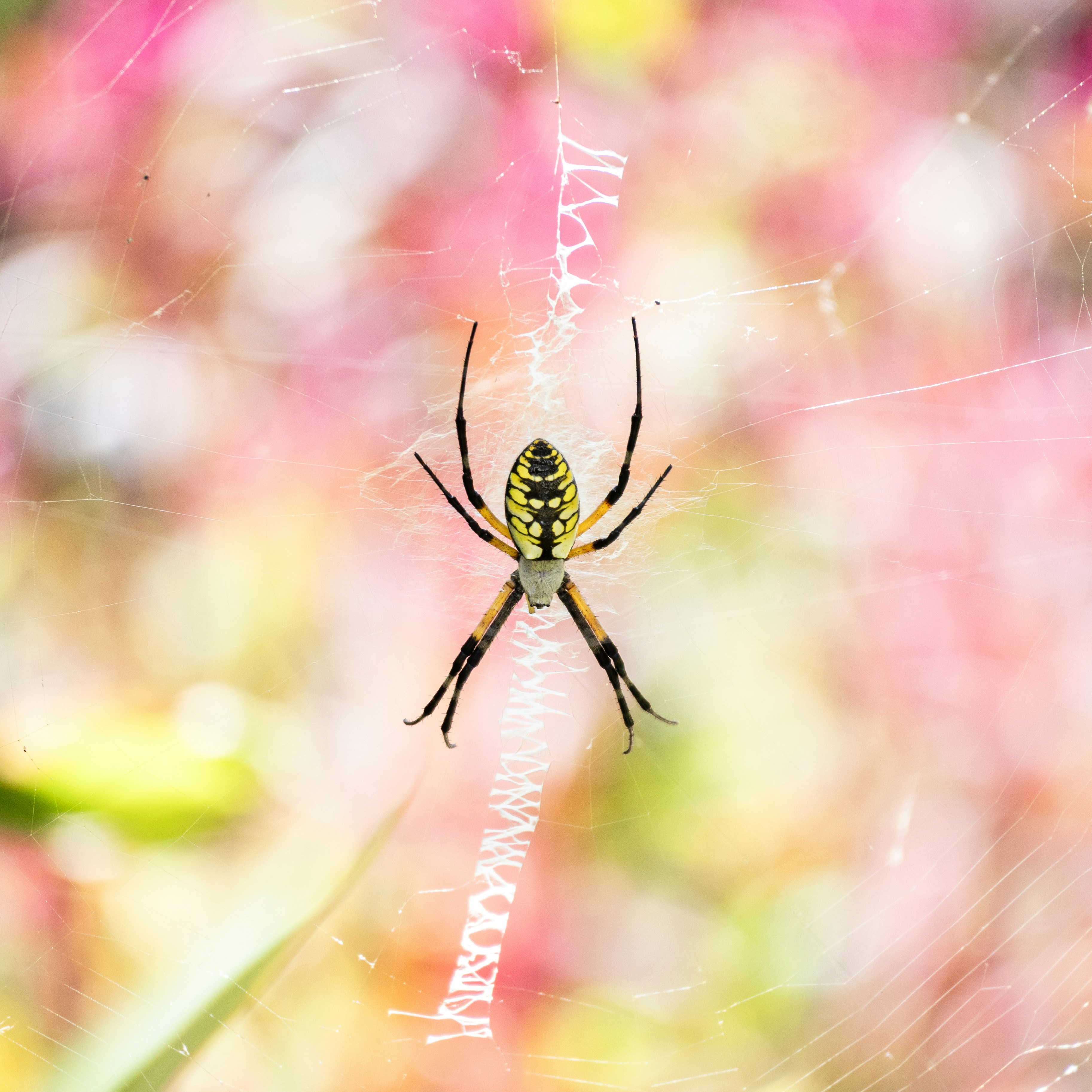 Photo by seraphimchaz