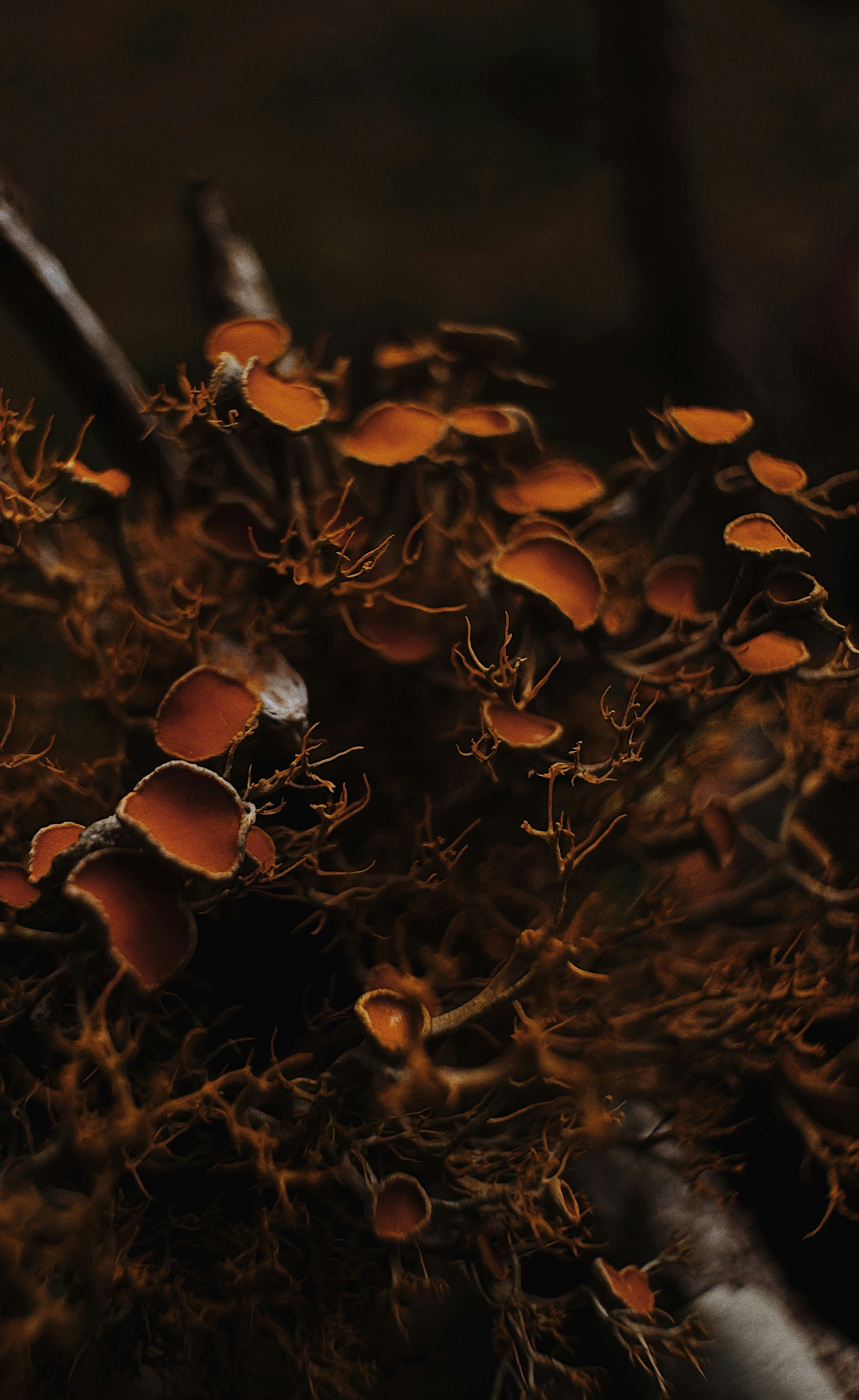 Close-up of orange lichen on a dark branch.