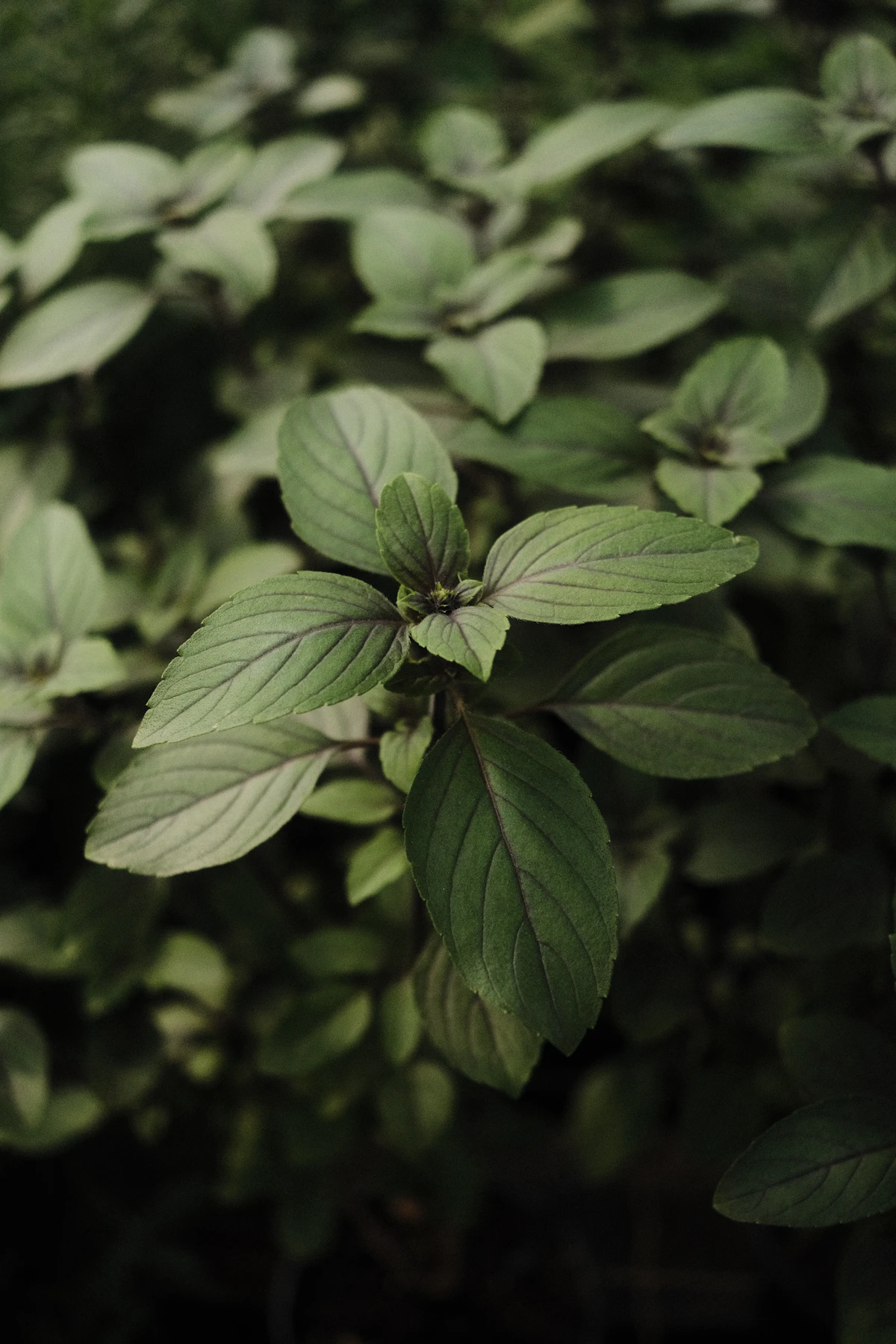 Fresh basil leaves and Italian herbs