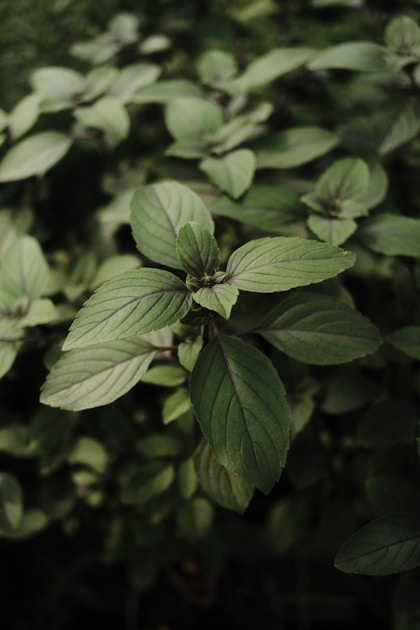 Philodendron birkin pflege weissgestreifte trendpflanze richtig halten — practical guide overview