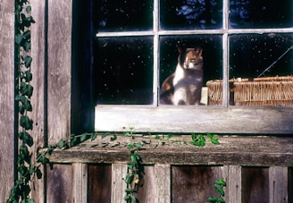 A cat sits on a windowsill looking out.