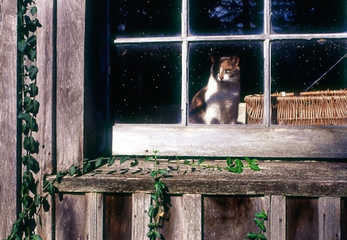 A cat sits on a windowsill looking out.