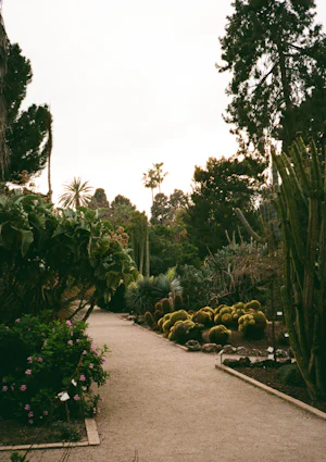 A garden path