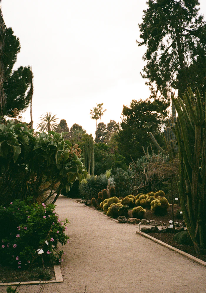 Winding path through lush tropical garden, similar to the Queen Elizabeth II Botanic Park