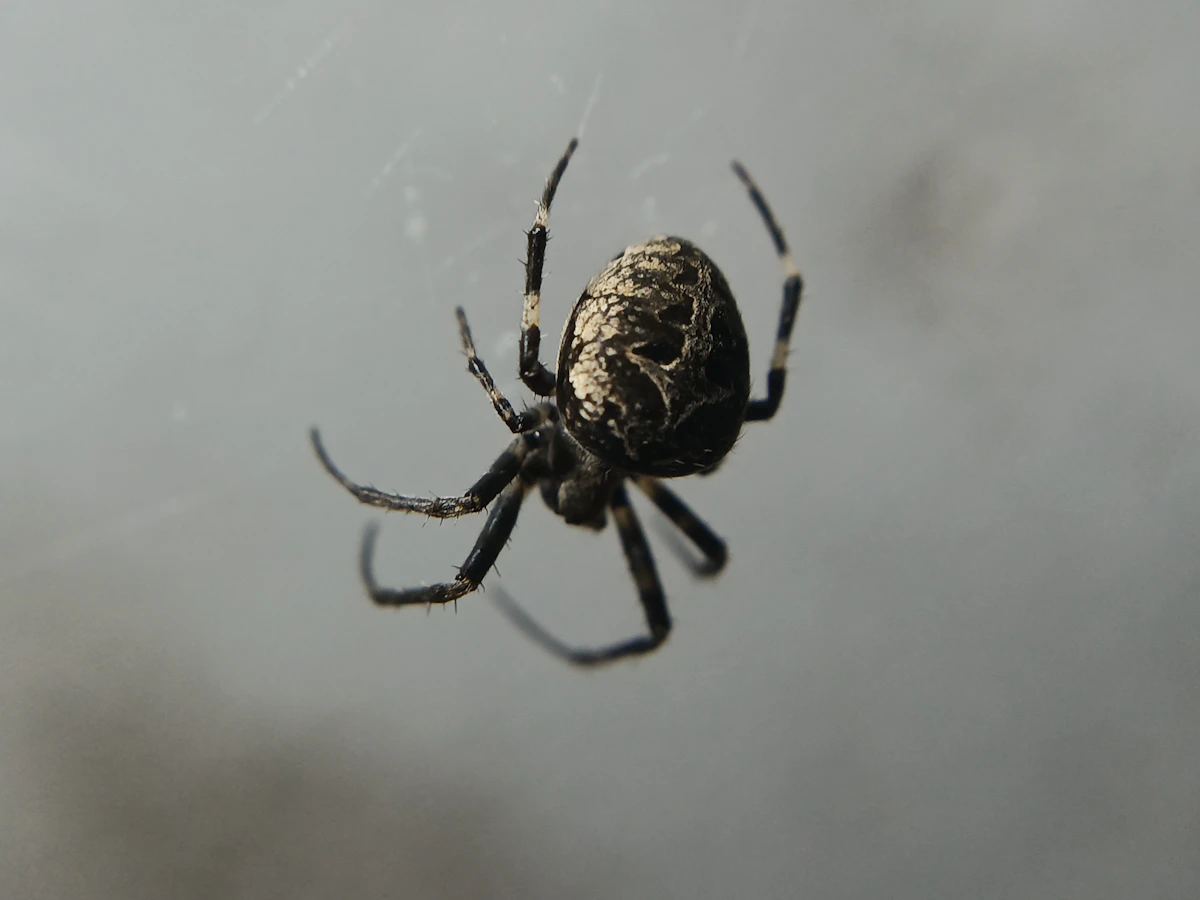 How to Prevent Spiders in Your Home This Winter