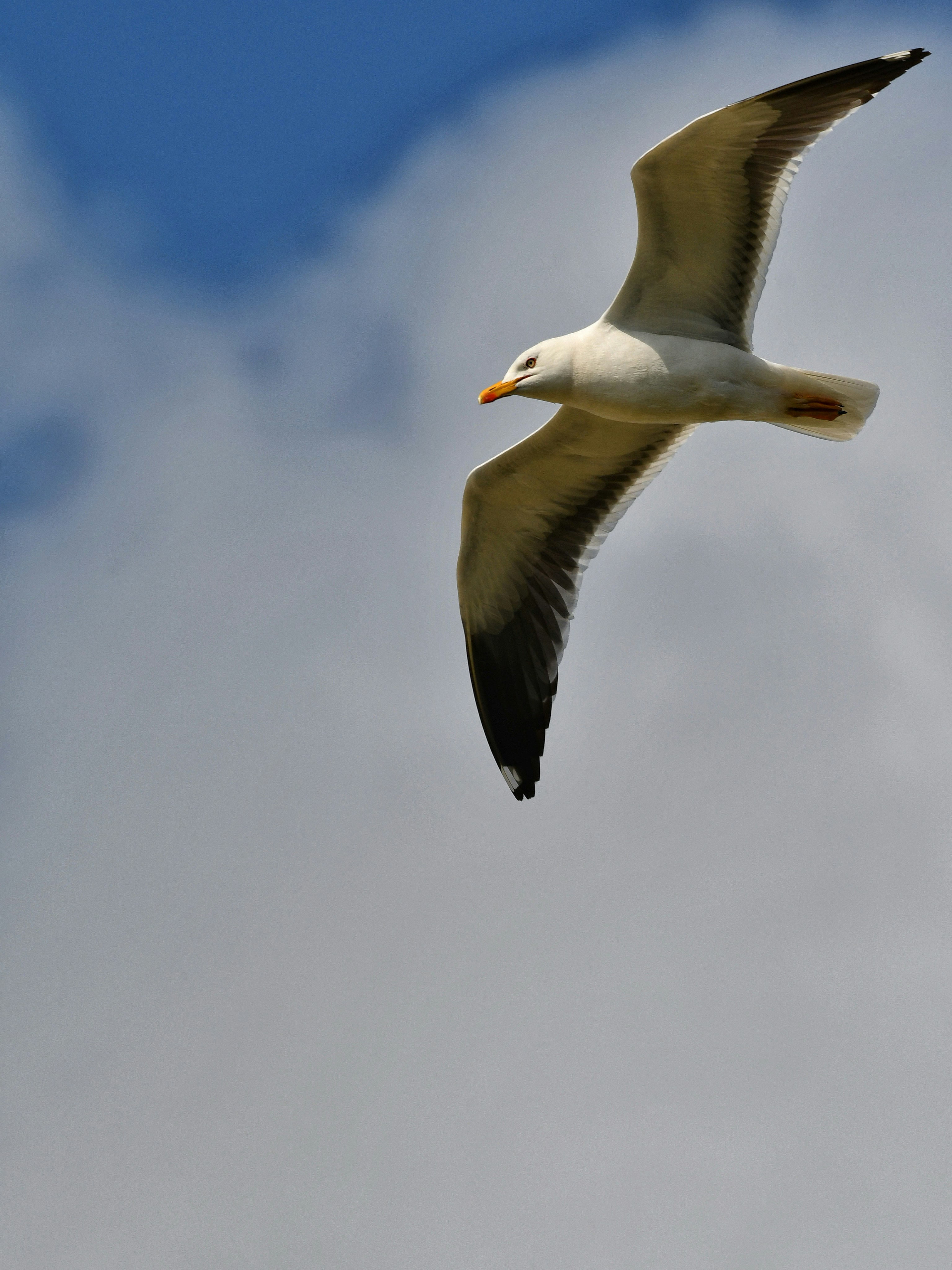 Photo by pedrino5_official