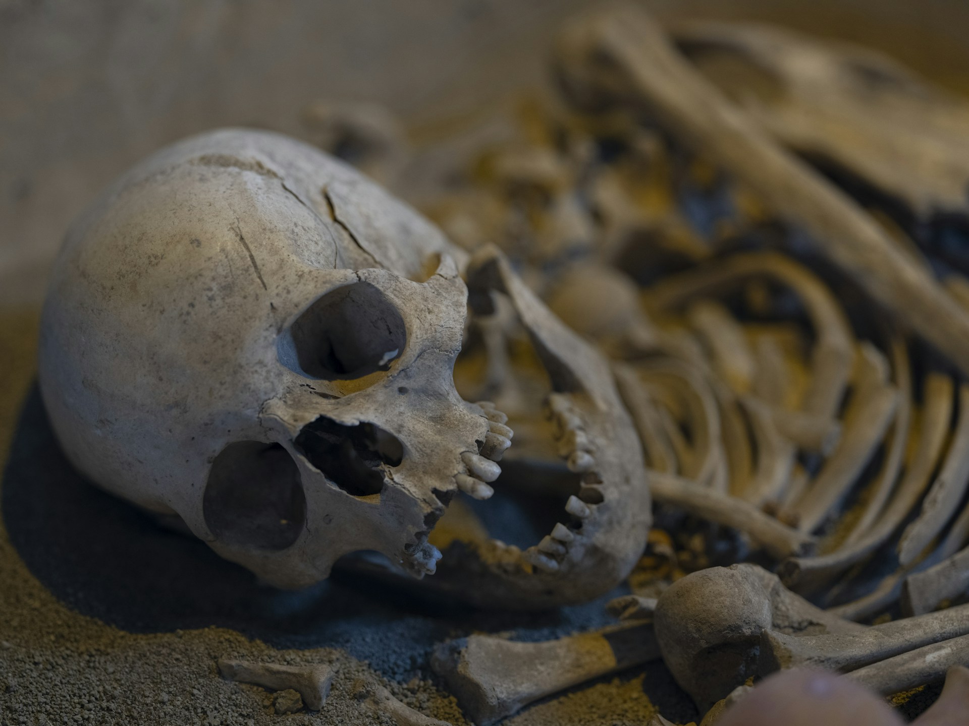 Close-up of a human skeleton lying down.