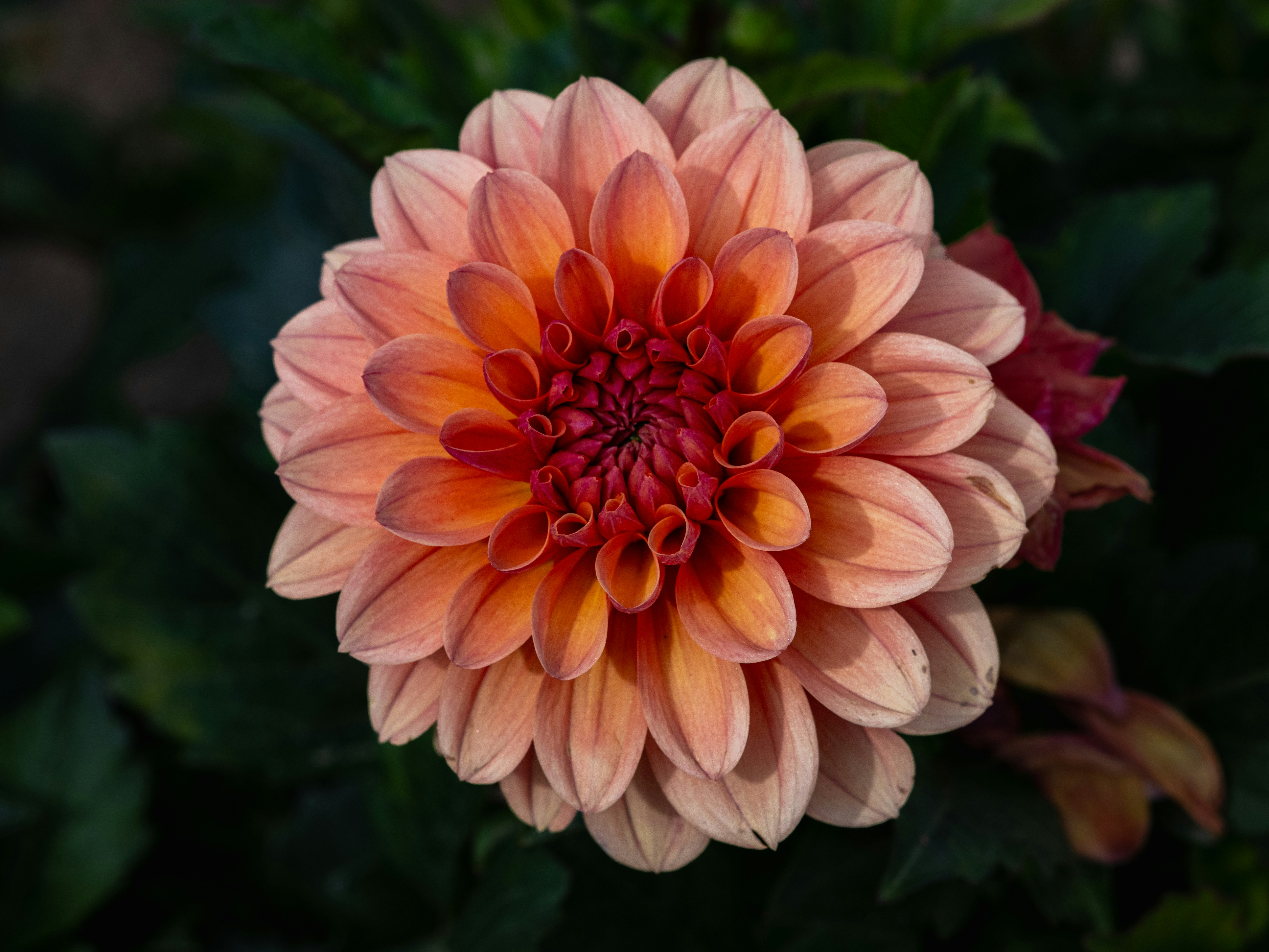 Photo by siegfriedpoepperl