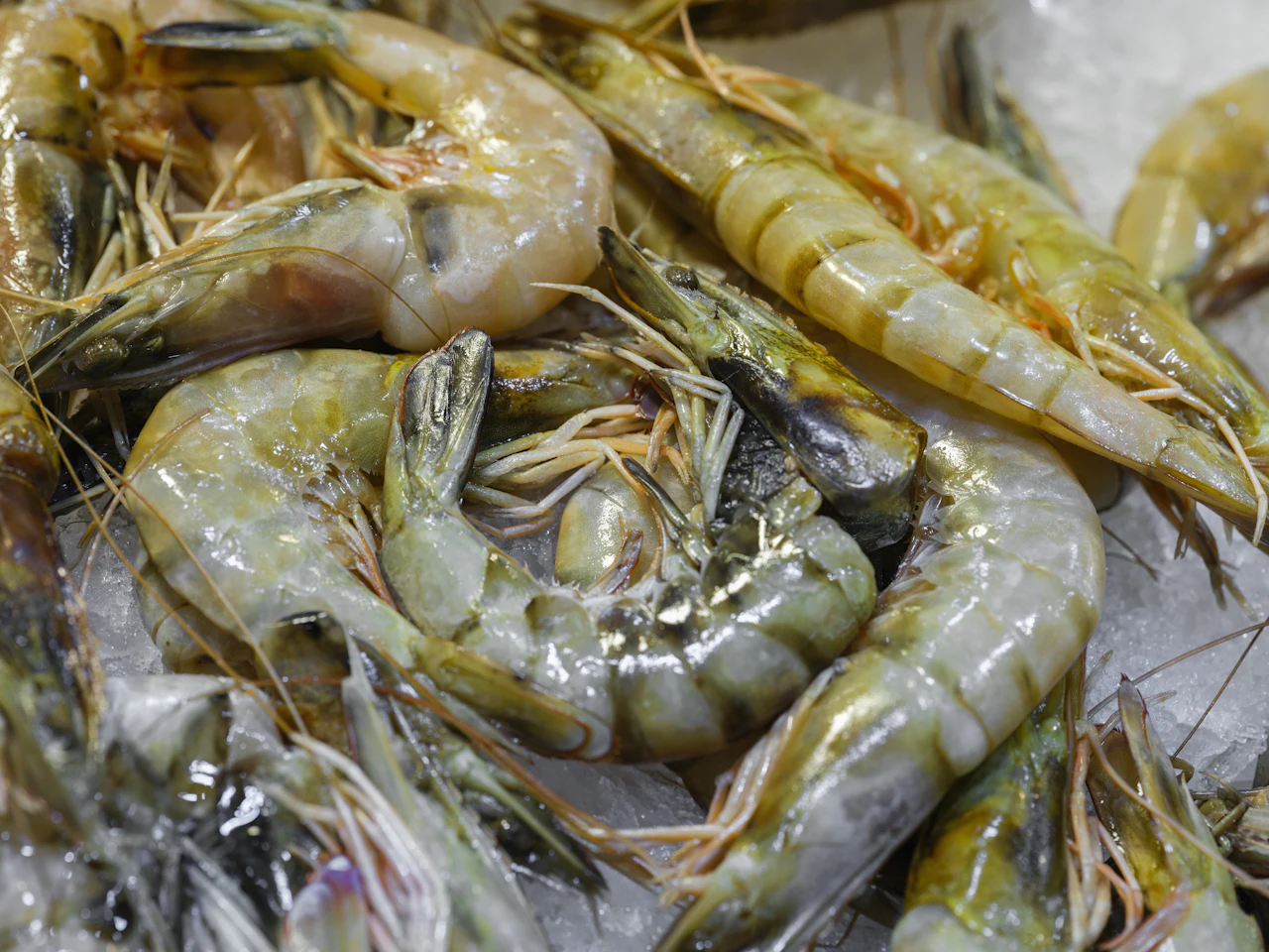 Raw shrimp on crushed ice