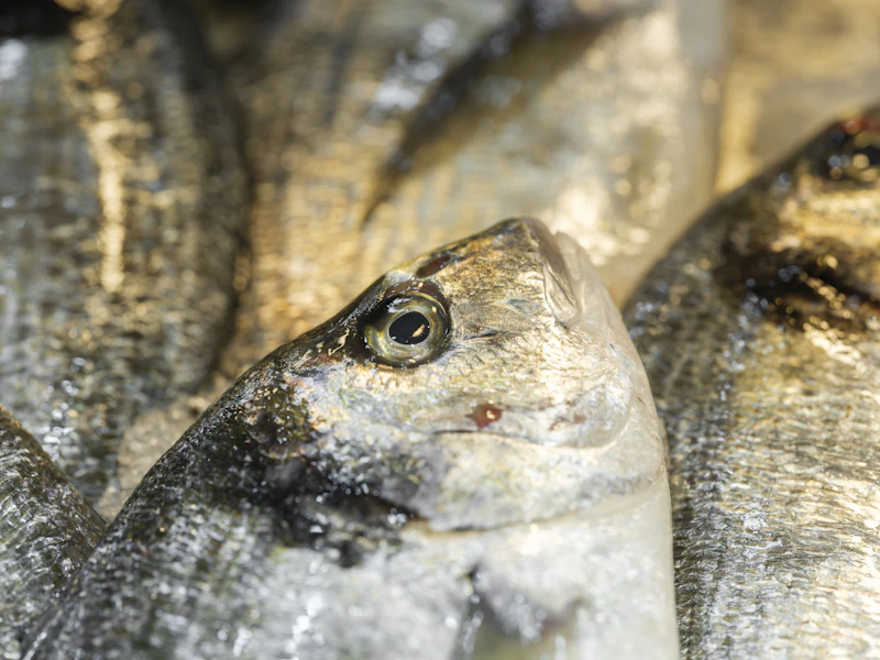 Red Basa on ice at market