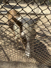 A horse behind a chain-link fence.