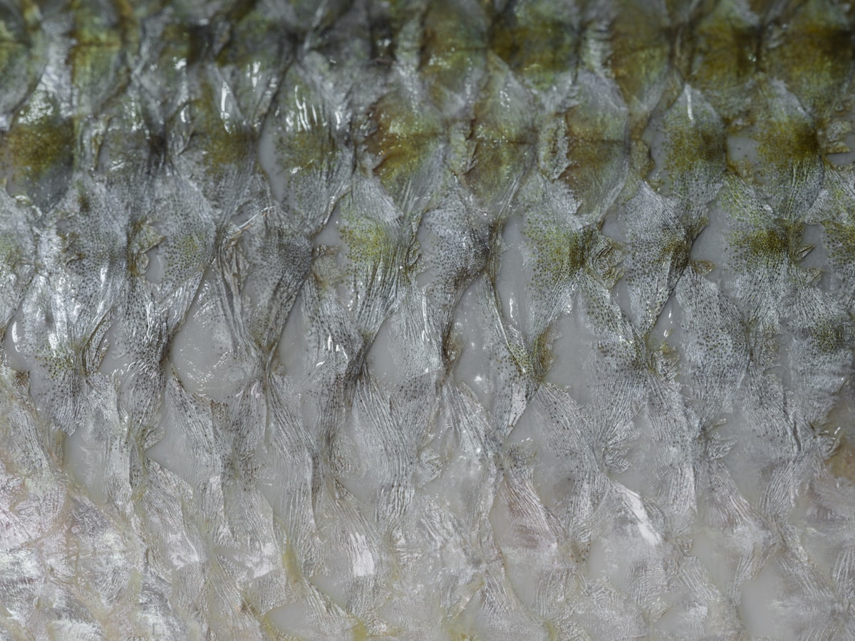 Green Tea in Korean Skincare: Benefits, Science, and Best Products