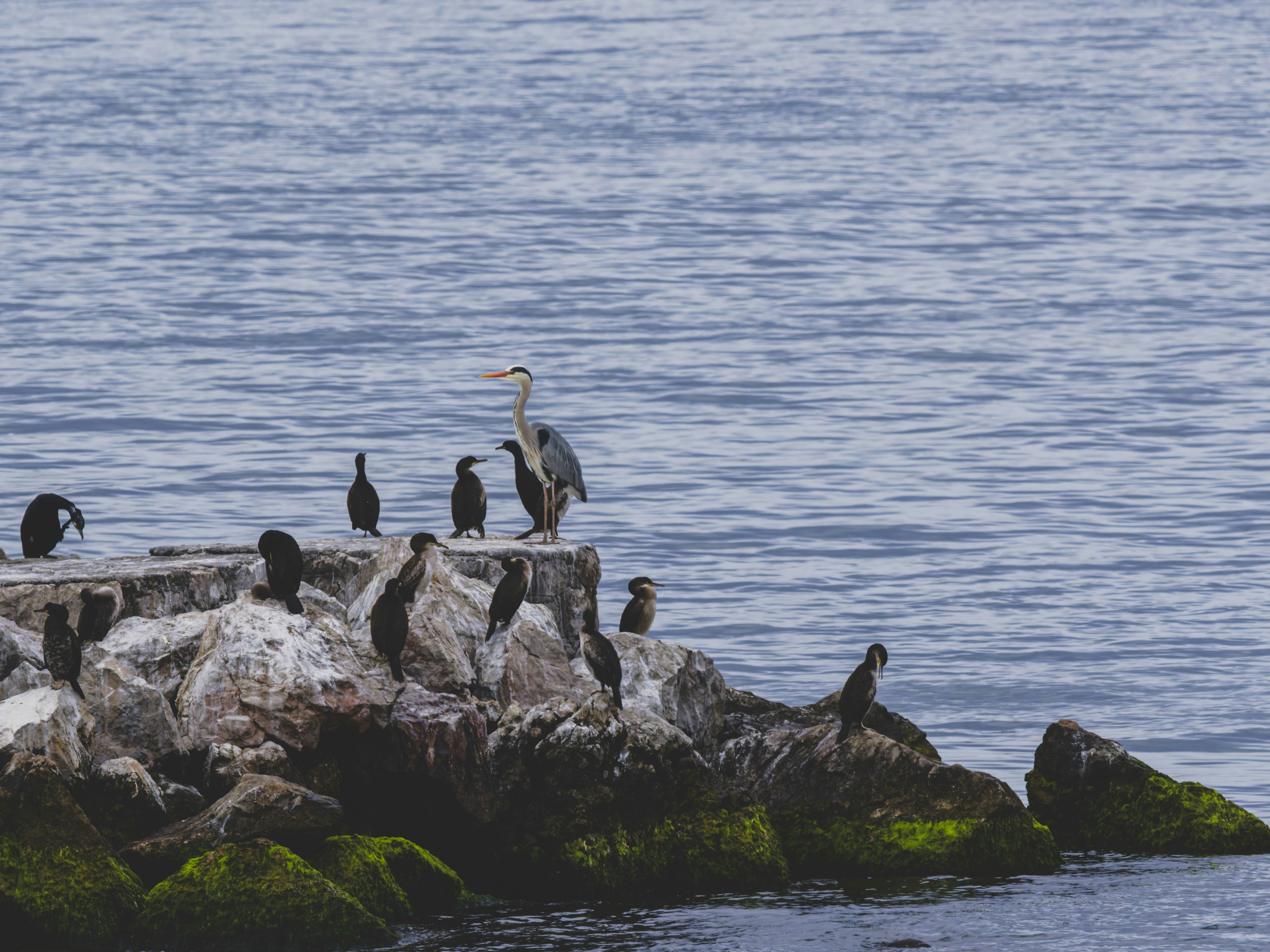 Photo by enginakyurt