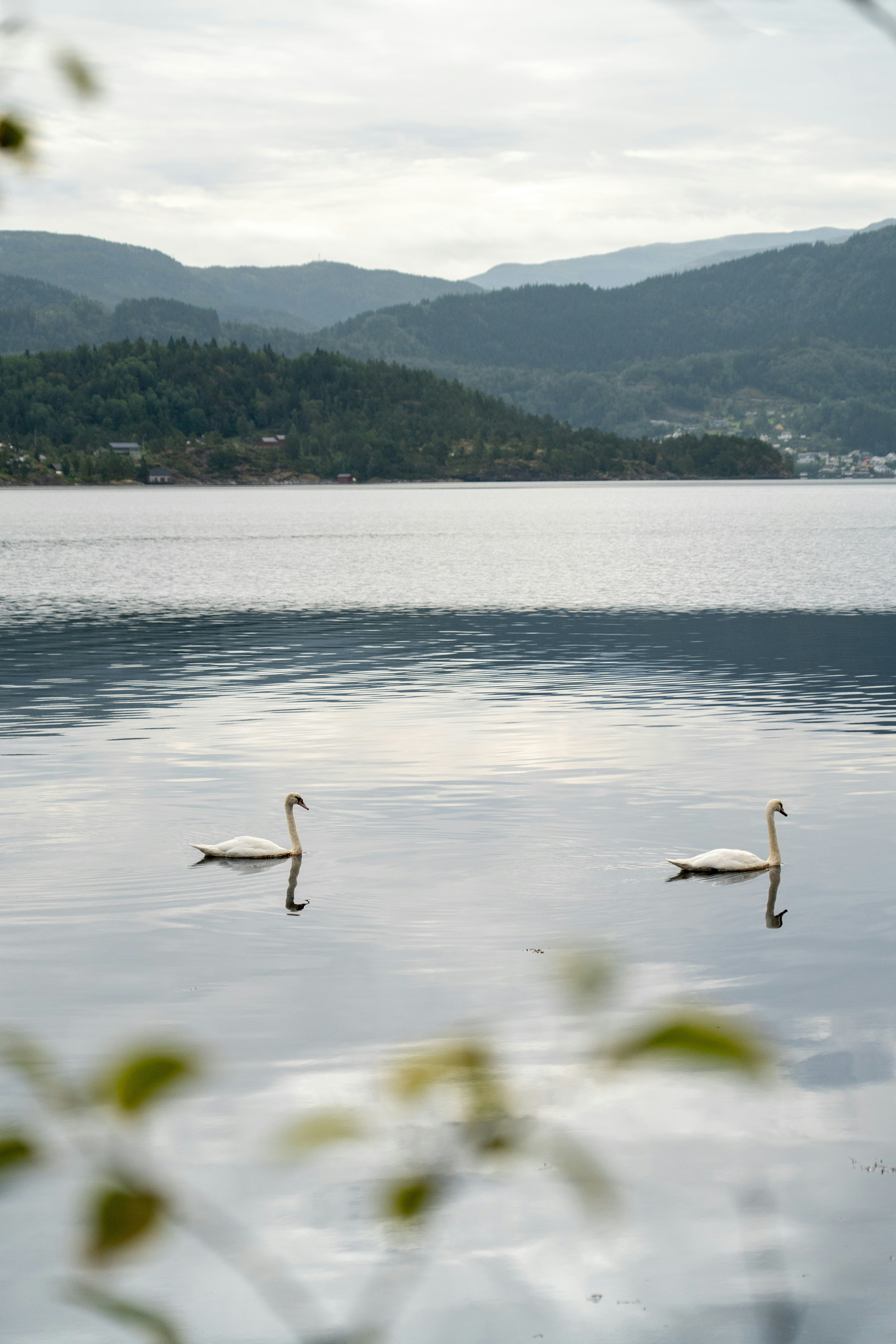 Two swans swim on a calm lake with hills.