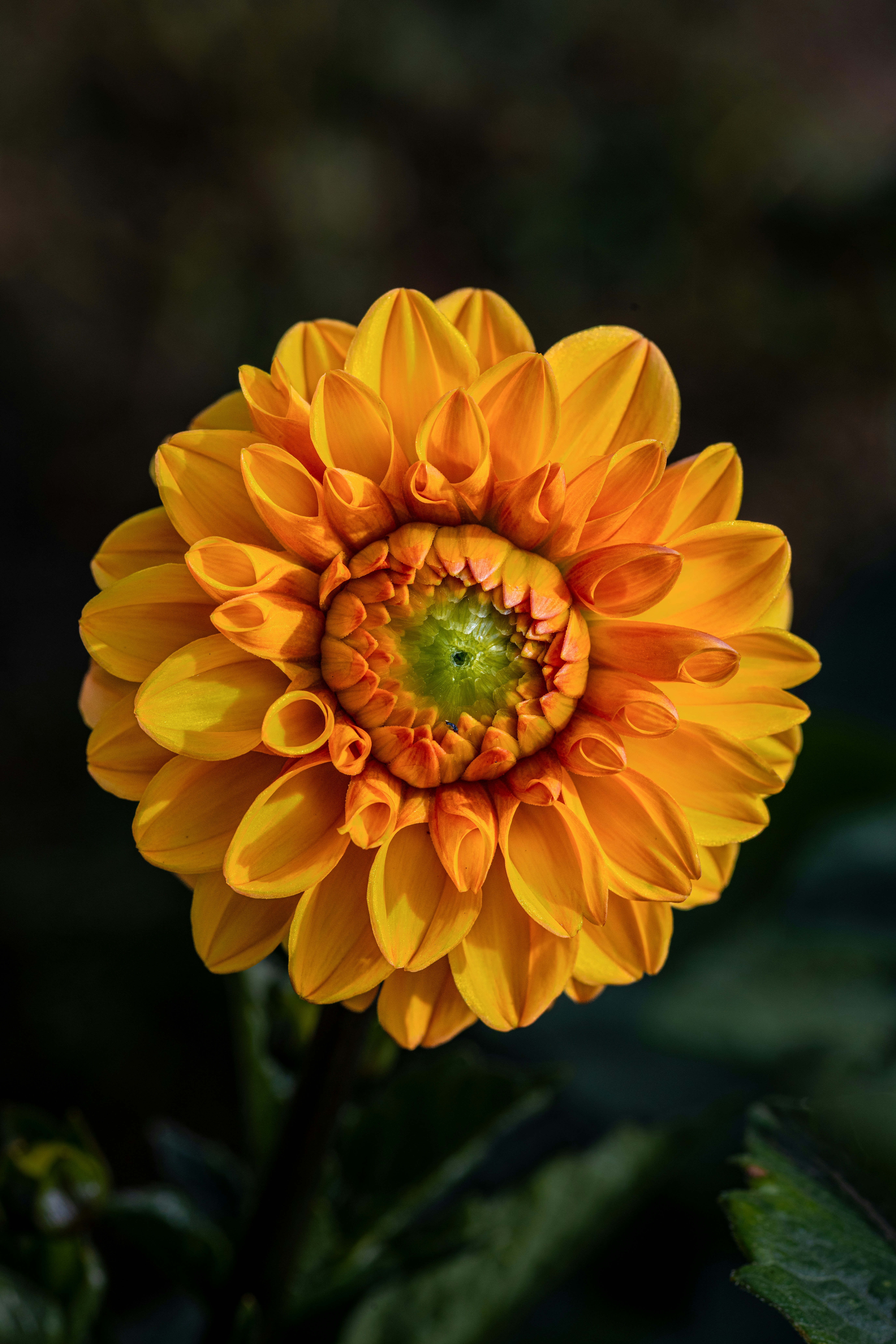 Photo by siegfriedpoepperl