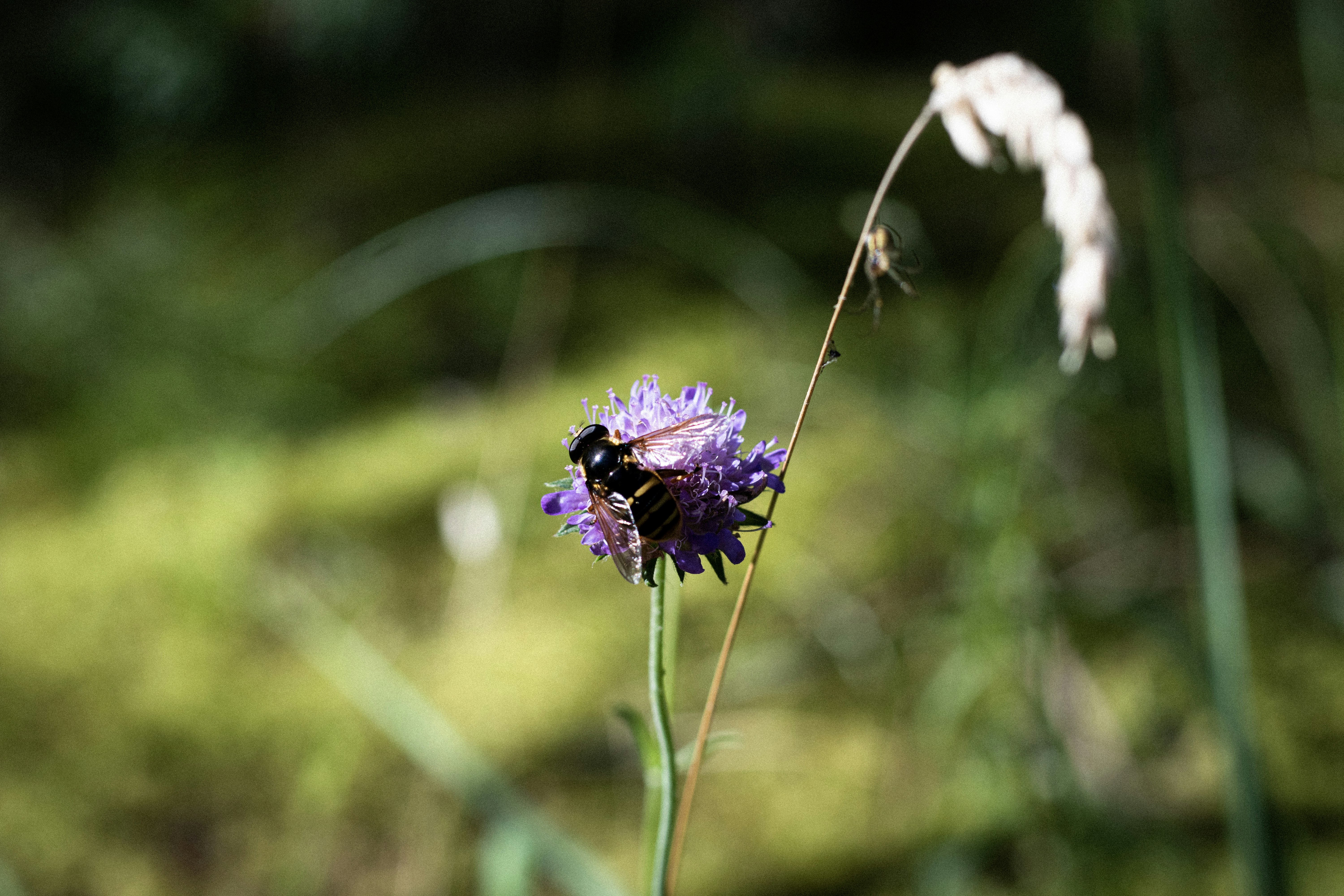 Photo by reinisbruzitis