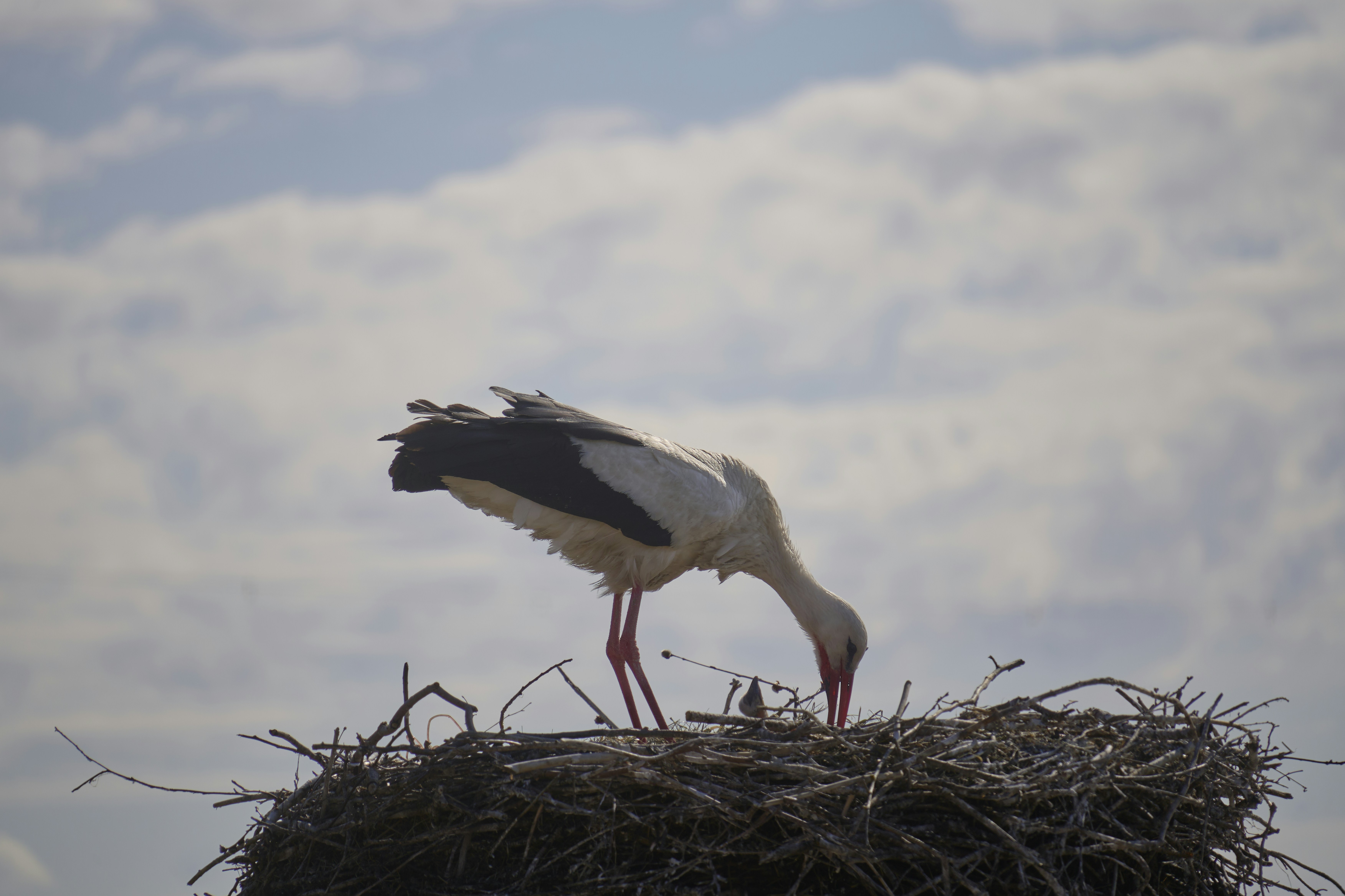 Photo by wolfgang_hasselmann