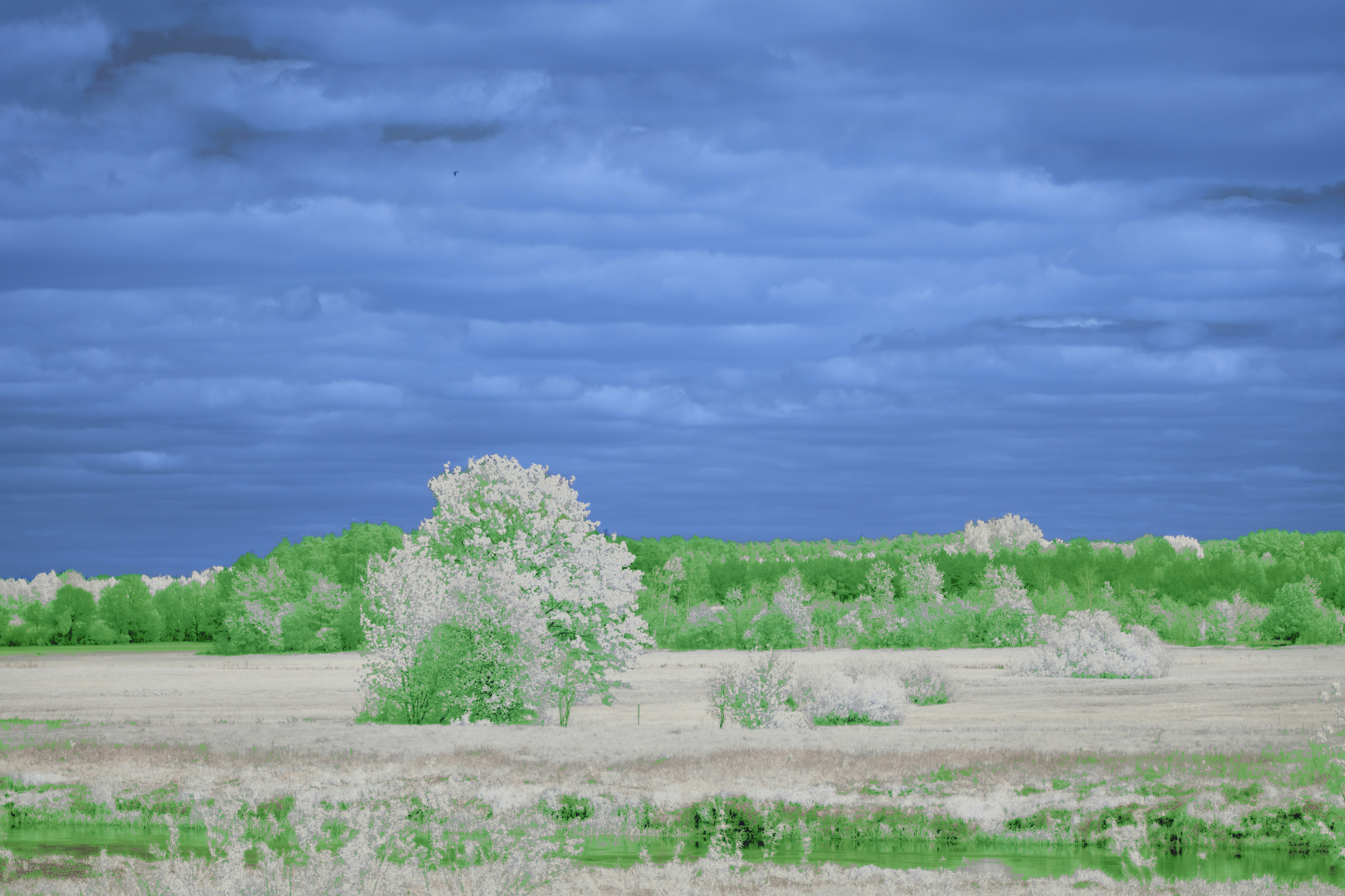 Photo by wolfgang_hasselmann