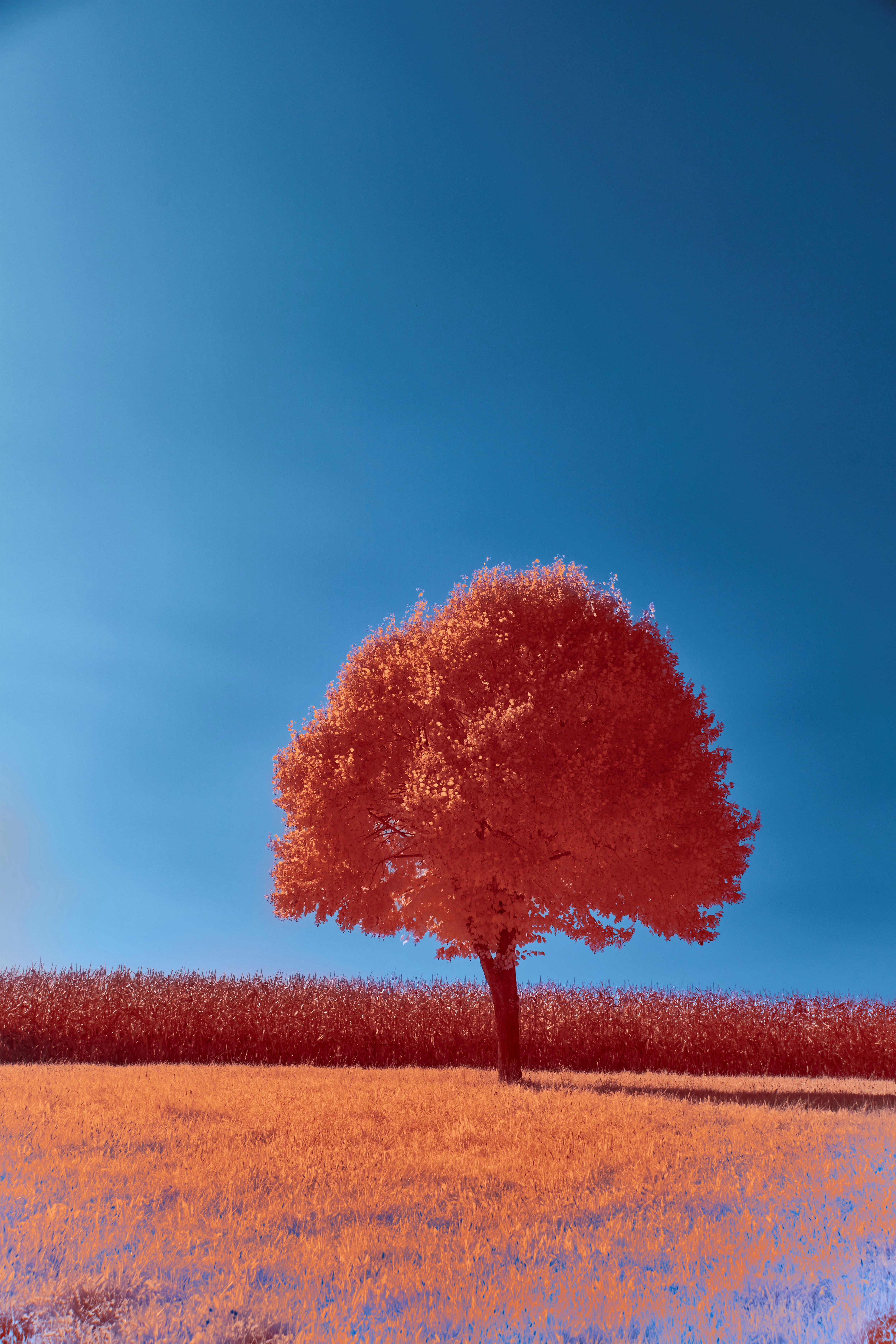 Photo by wolfgang_hasselmann