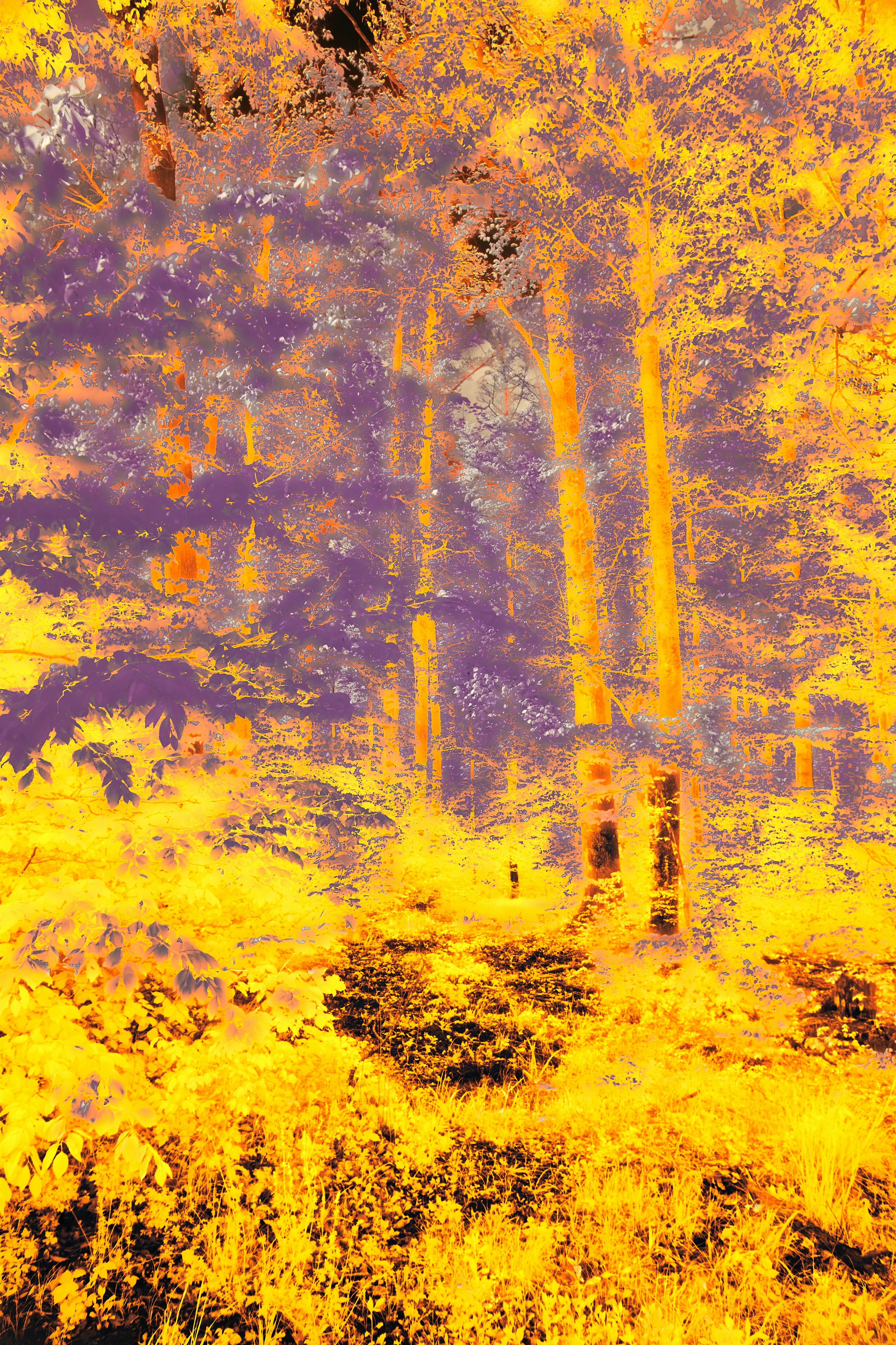 Photo by wolfgang_hasselmann