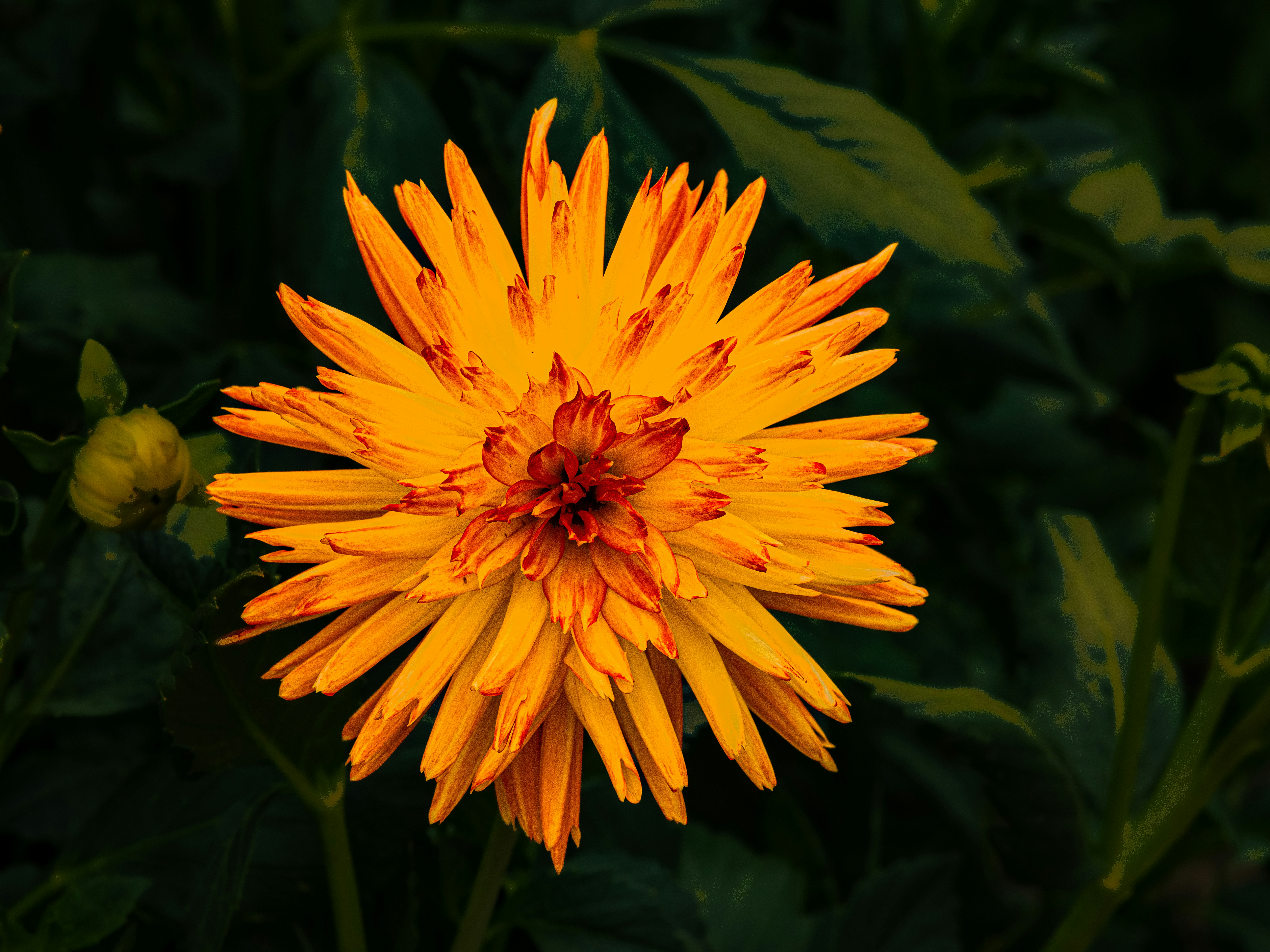 Photo by siegfriedpoepperl