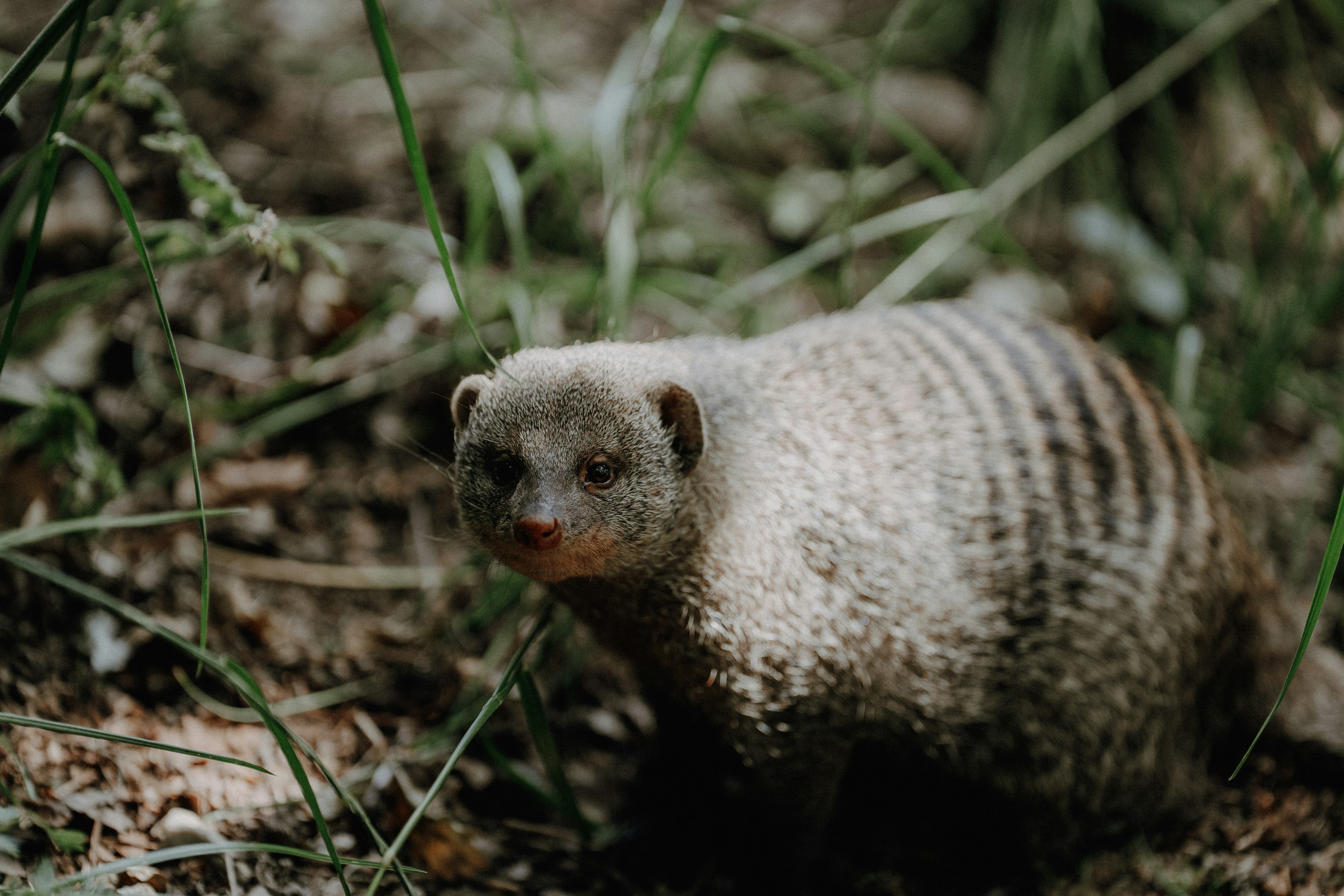 How to Stop Ferrets from Chewing Items and Complete Behavior Guide