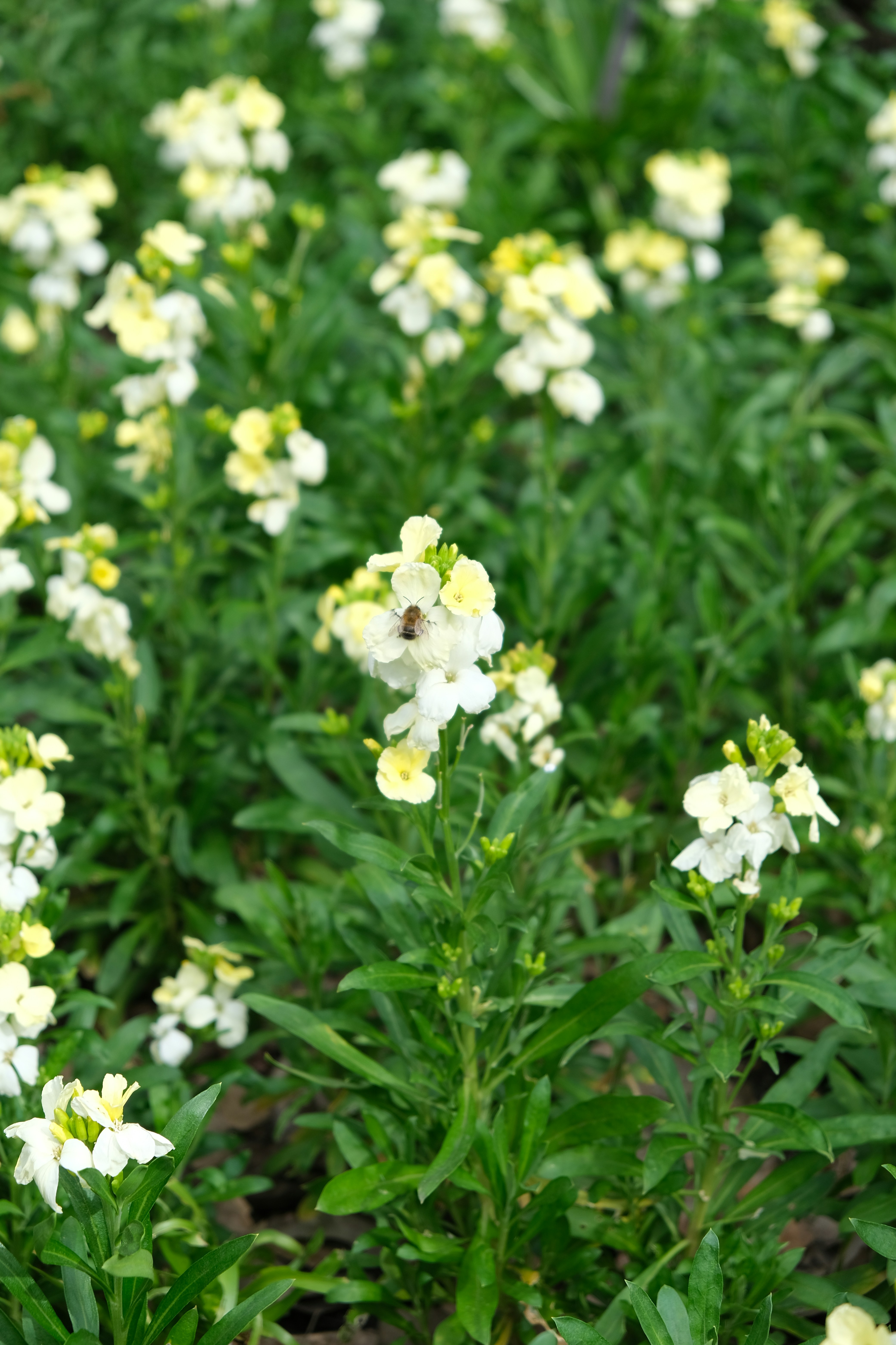 Photo by sara_thaundrdawg