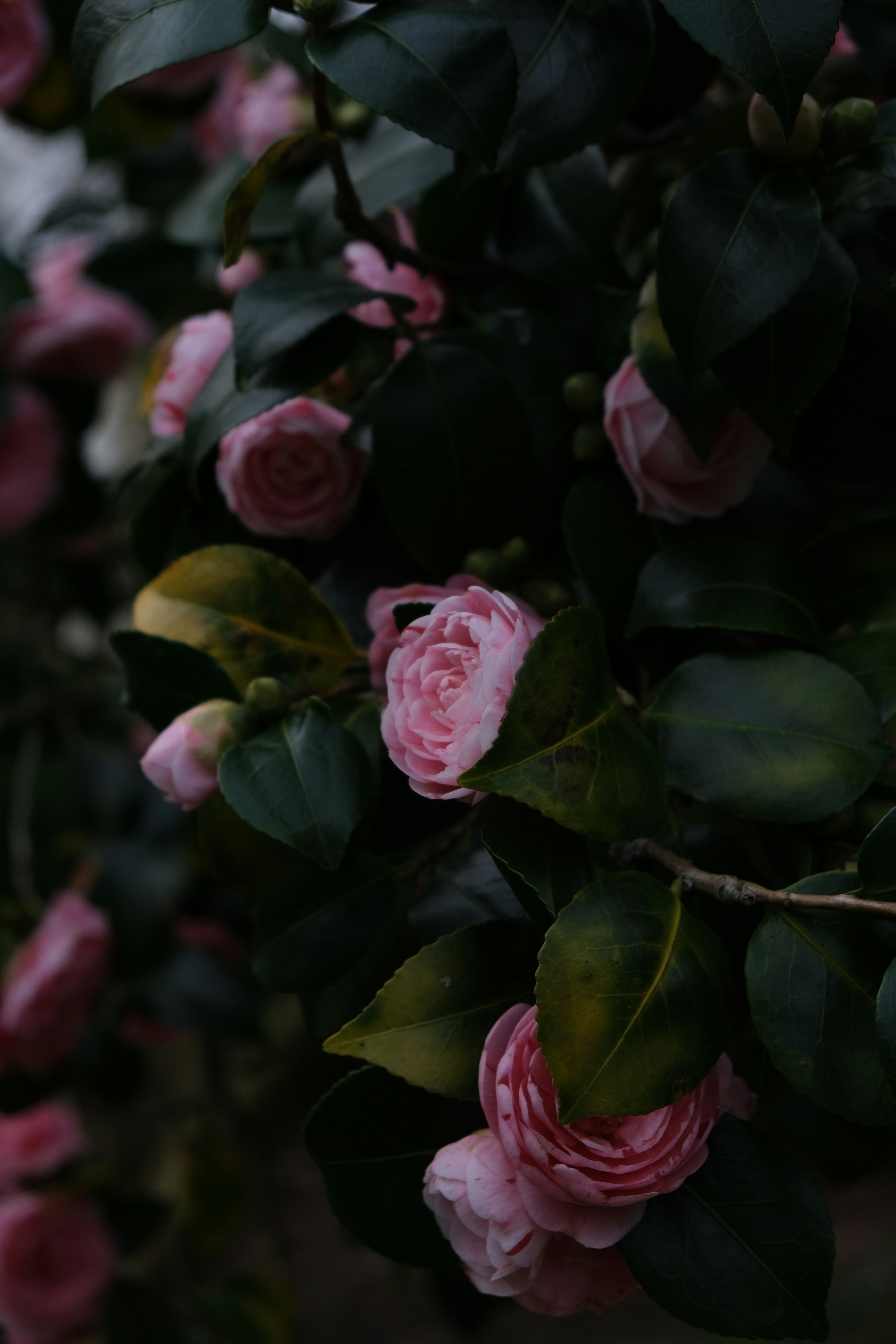 Photo by sara_thaundrdawg