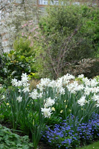 A bed of white daffodils with blue flowers