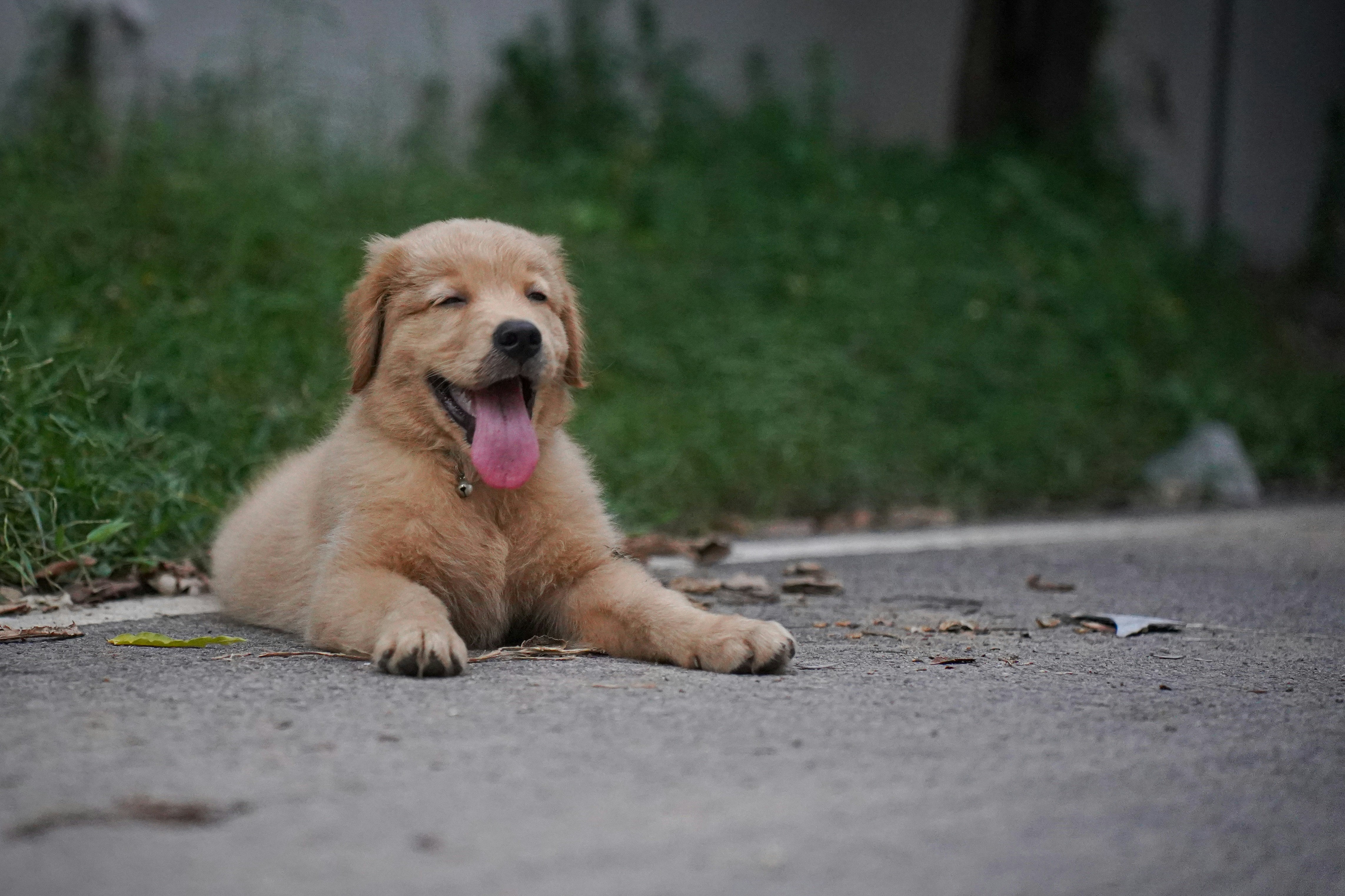 A happy golden retriever puppy lies on the ground